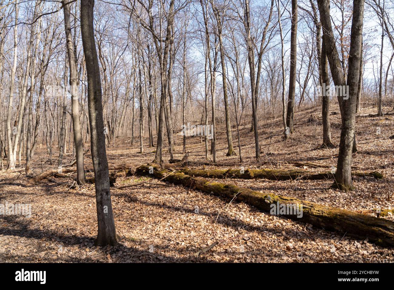 Views of dried prairie and trees during a sunny spring day at a MN ...