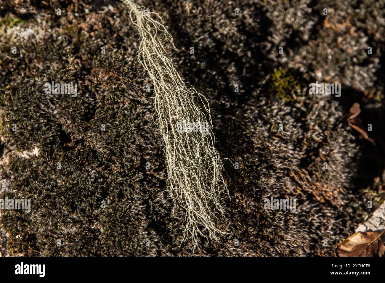 Close up of lichen(Usnea barbata) on moss background Stock Photo
