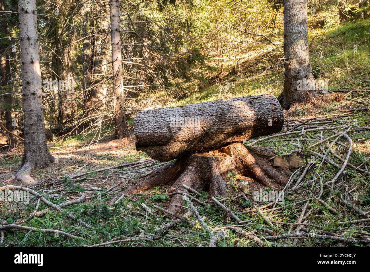 A fallen tree in the forest. Landscape with a fallen tree. Stock Photo