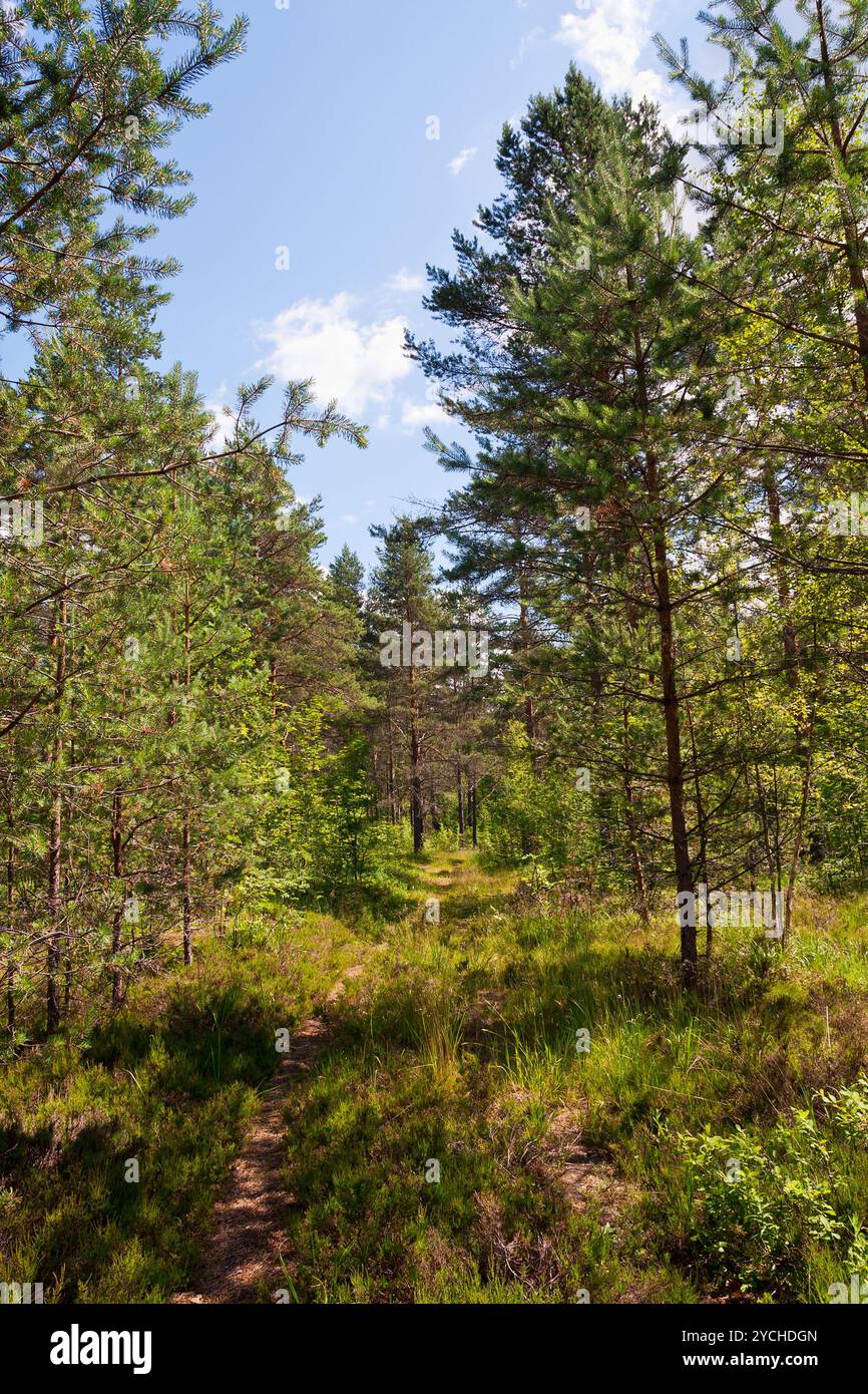 Pathway at the forest in summer day Stock Photo - Alamy
