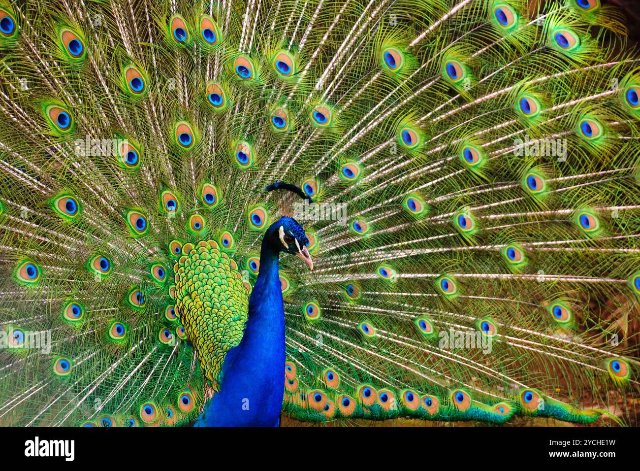 Indian peacock hi-res stock photography and images - Alamy