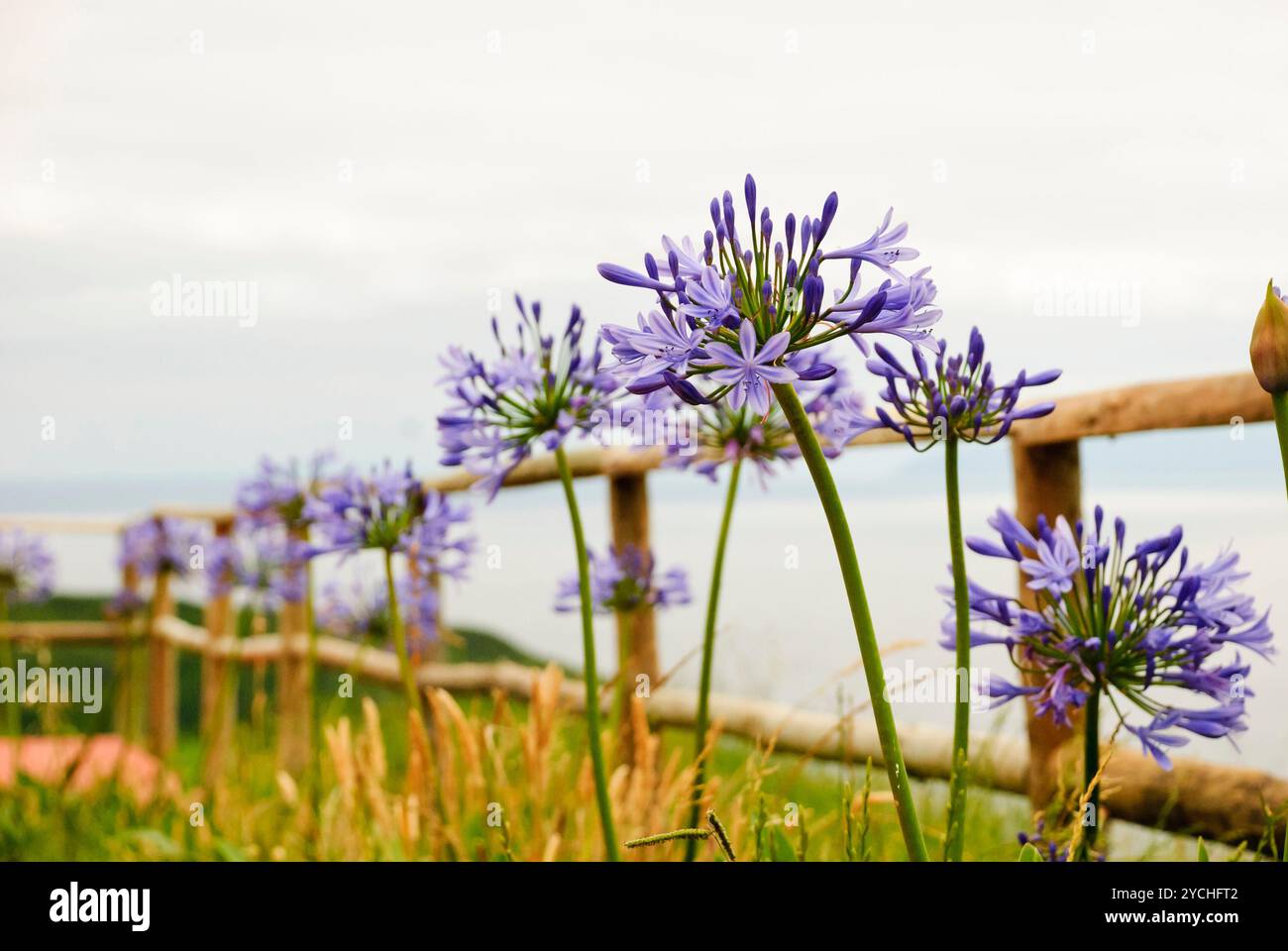 Wooden fence blooming flowers hi-res stock photography and images - Alamy