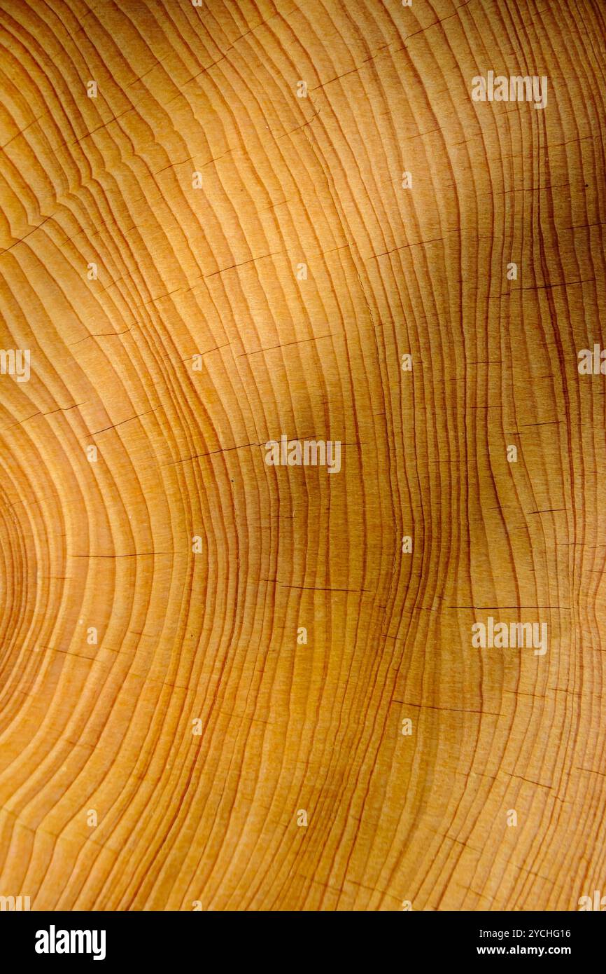 Wood texture log cut hi-res stock photography and images - Alamy