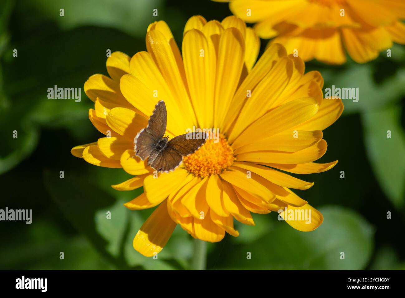 Mariposas flores naturaleza hi-res stock photography and images - Alamy, image size:1300x956