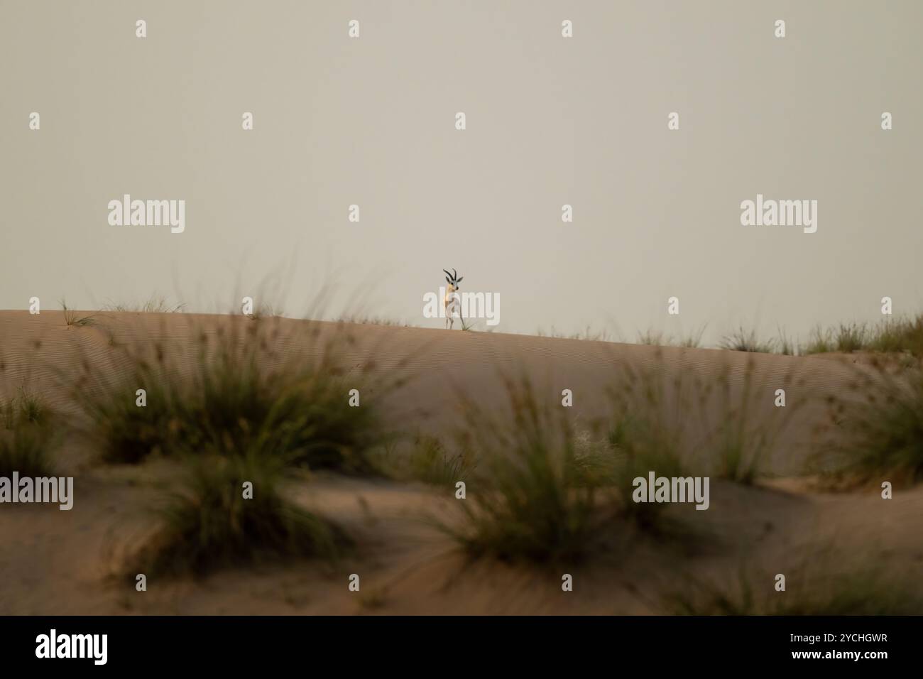 Lone Arabian sand gazelle standing on a sand dune at dusk in the desert ...