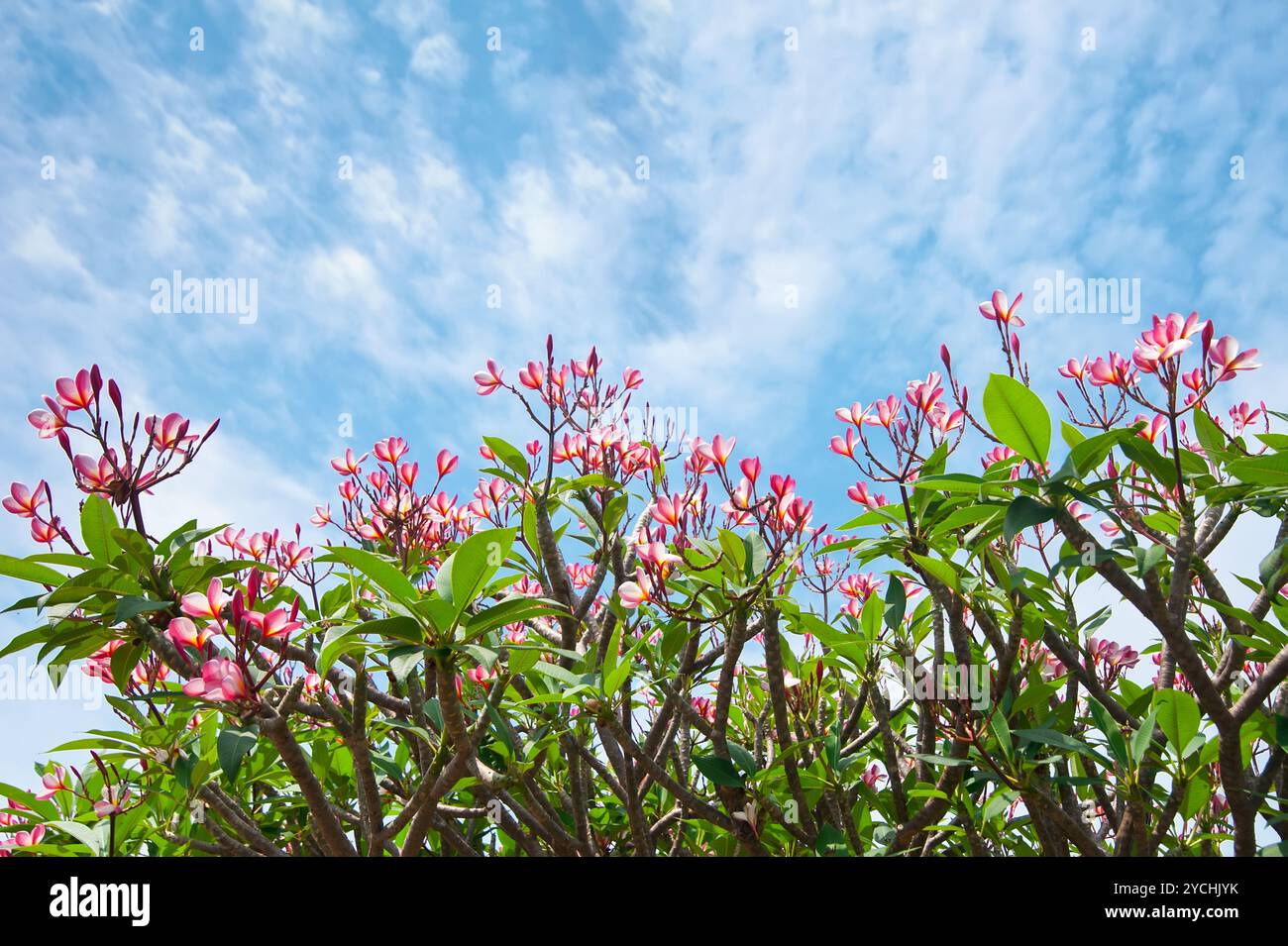 Pink tropical tree hi-res stock photography and images - Alamy