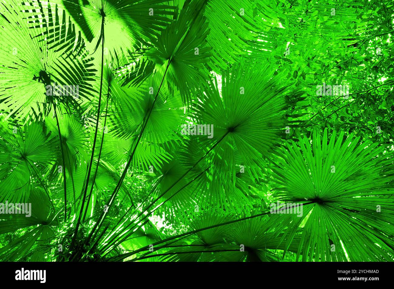 Plant of the jungle hi-res stock photography and images - Alamy