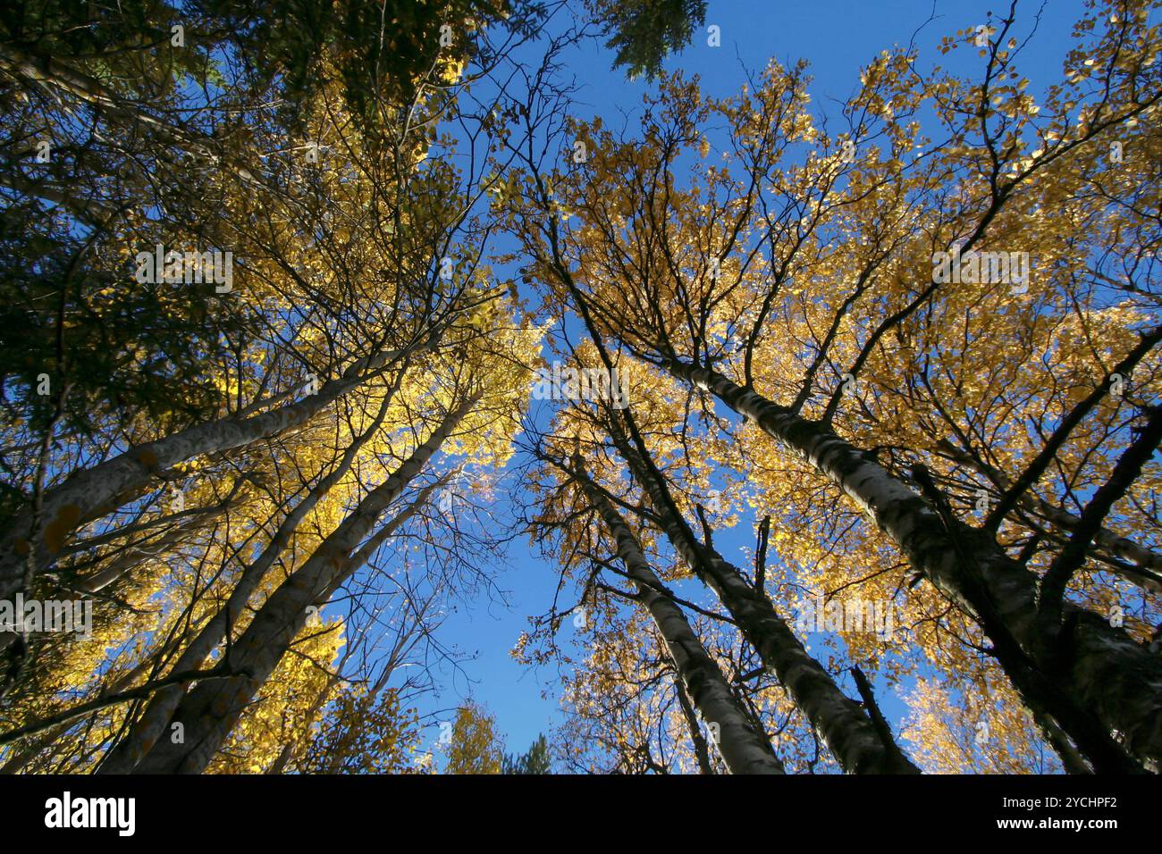 Tall trees cloudy sky hi-res stock photography and images - Alamy