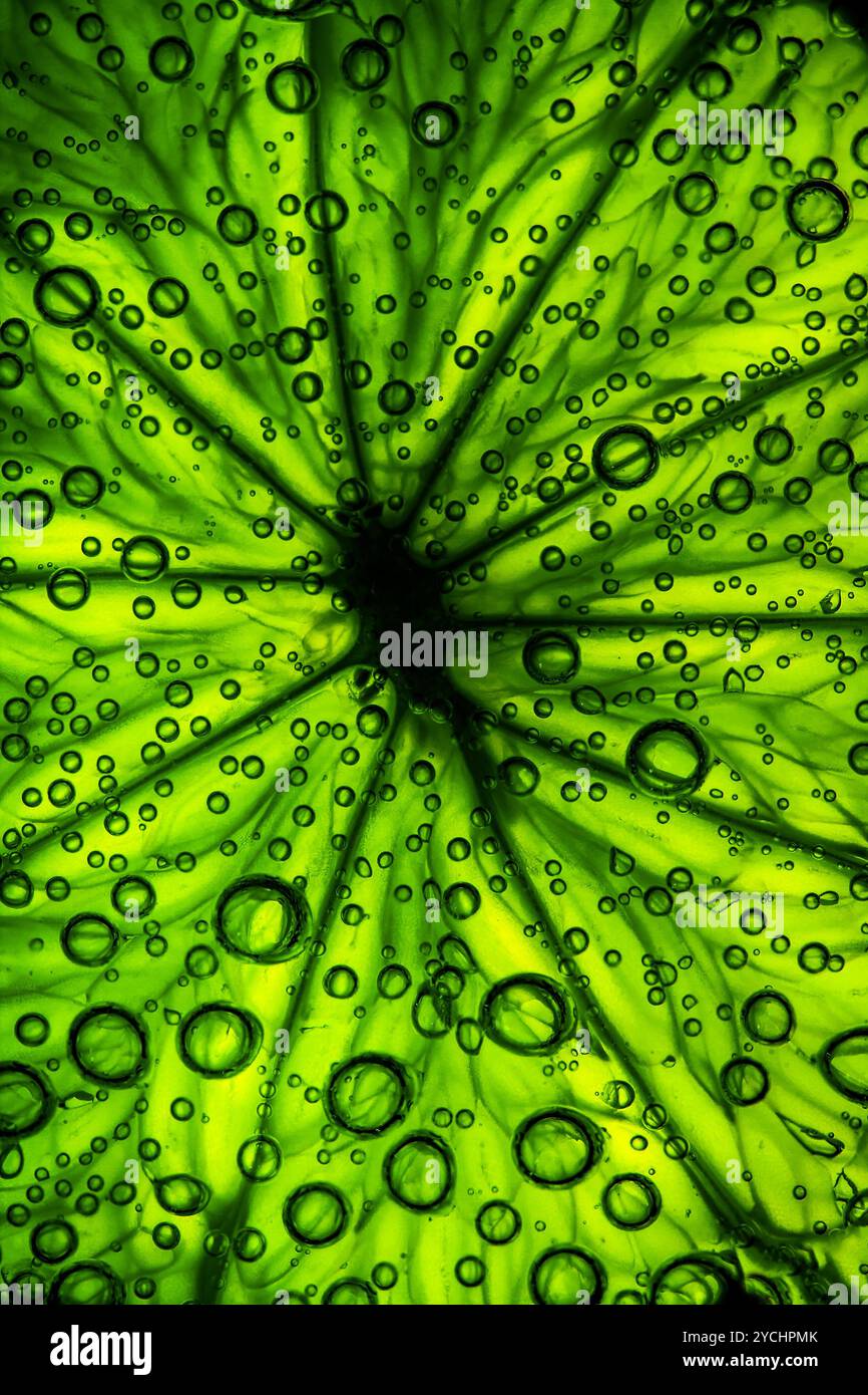 Citrus close up with bubbles Stock Photo