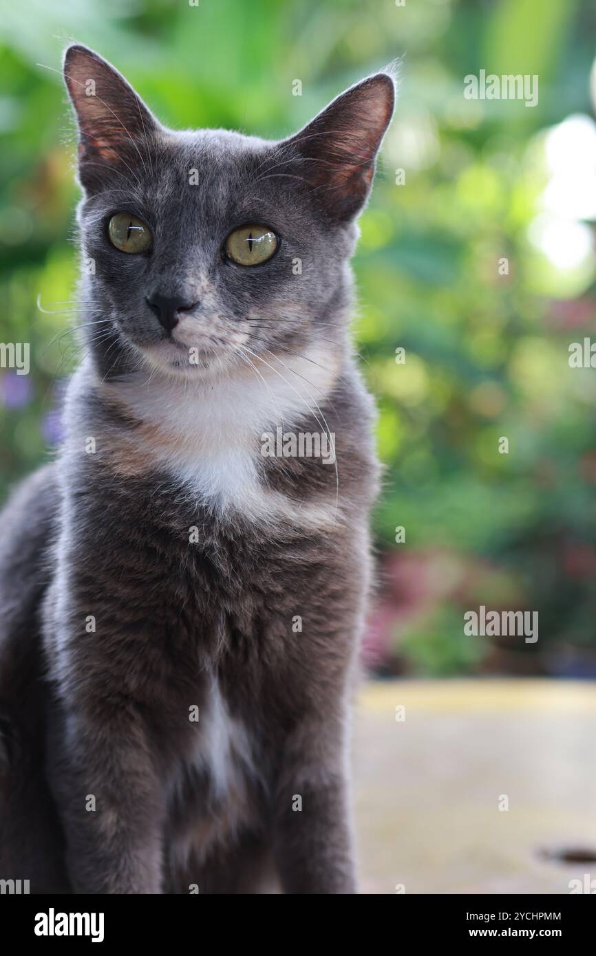 Close-up of a gray cat with striking yellow eyes, tilting its head in a lush green garden. The cat curious expression and engaging pose. Stock Photo