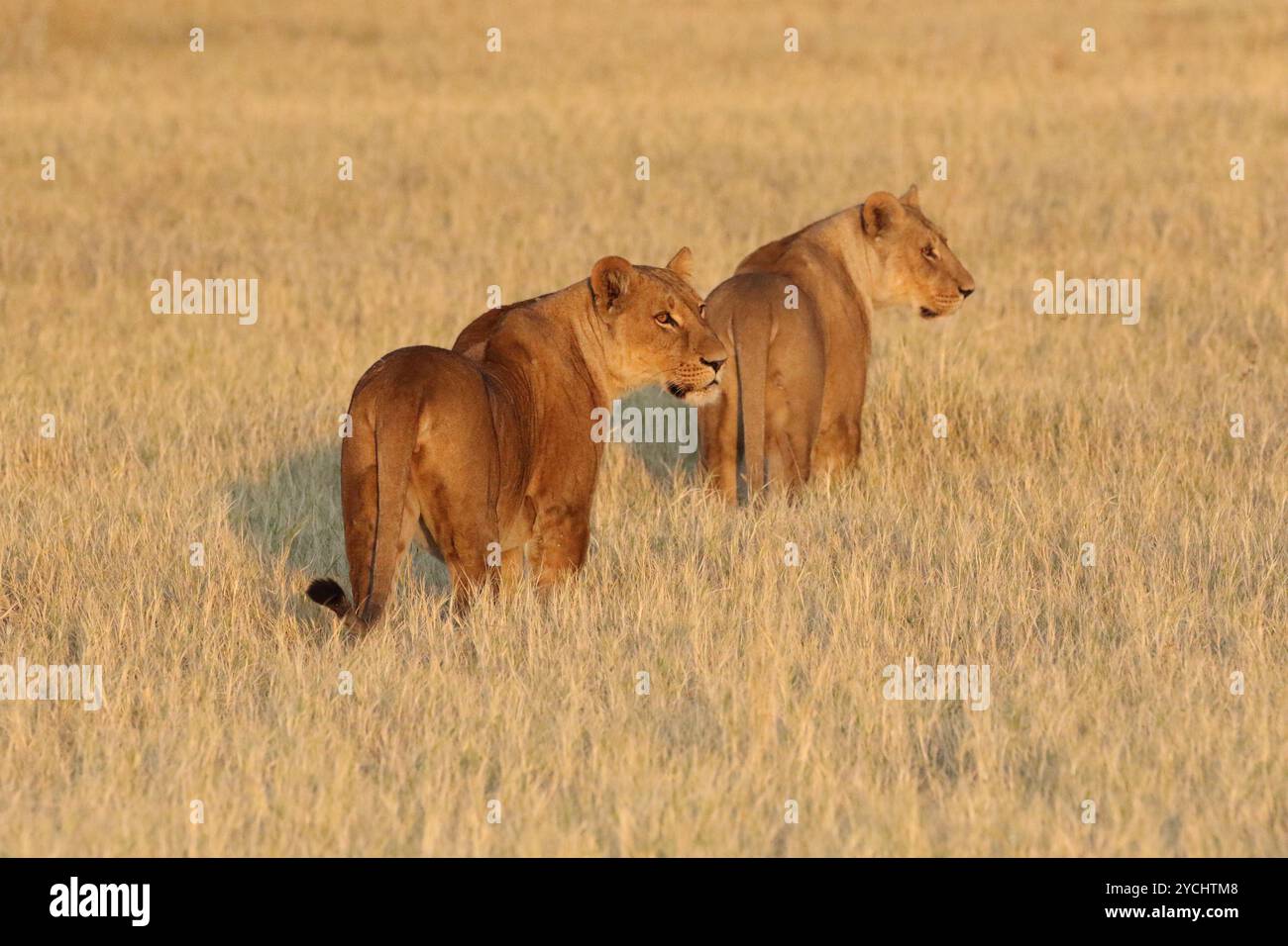 Two lionesses on the savannah in Botswana Stock Photo