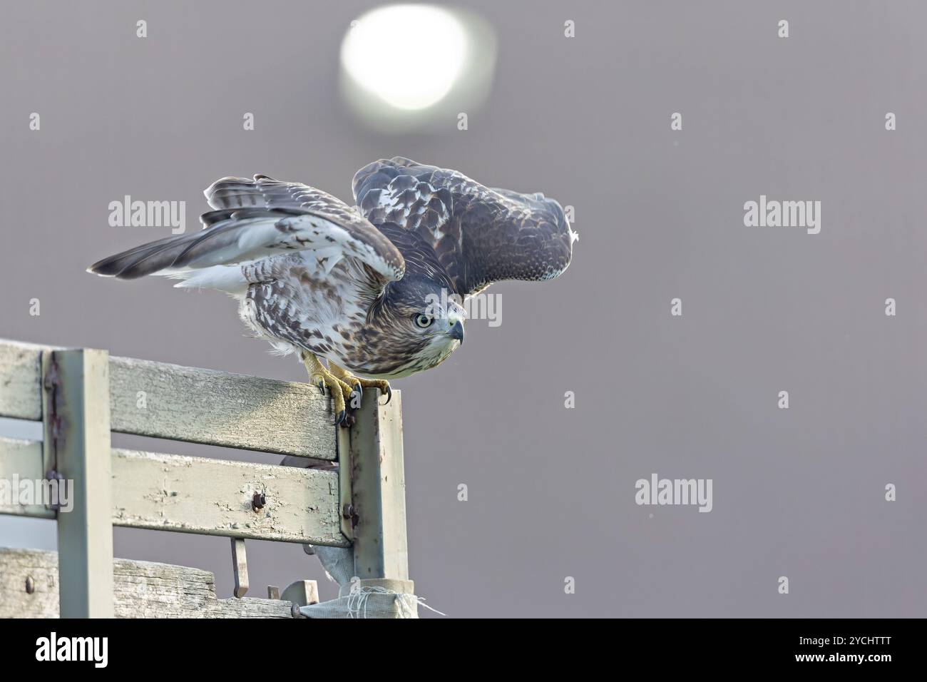 A juvenile red-tailed hawk (Buteo jamaicensis) taking off in flight ...