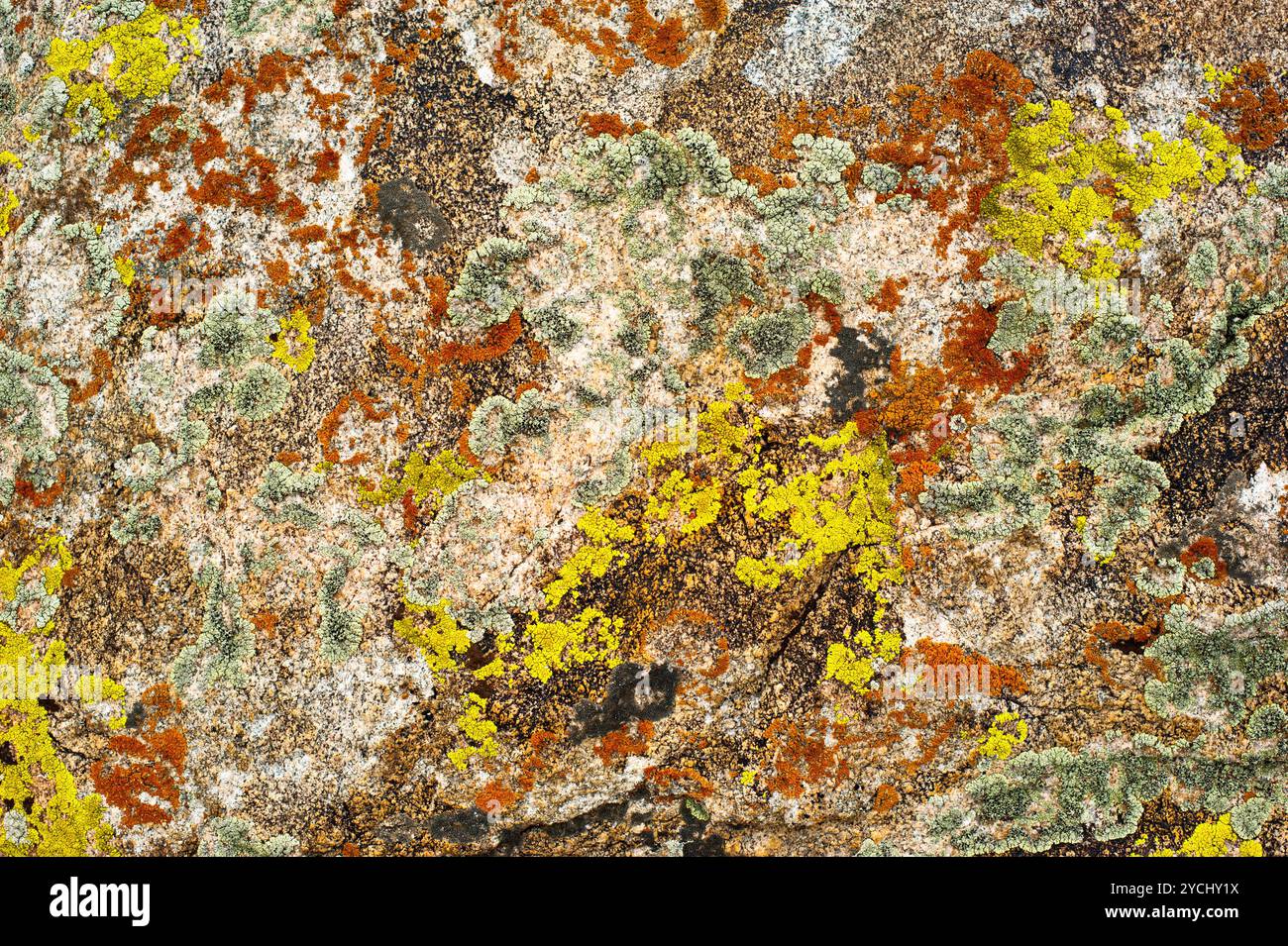 Nature colors background. Rock surface with lichen Stock Photo - Alamy