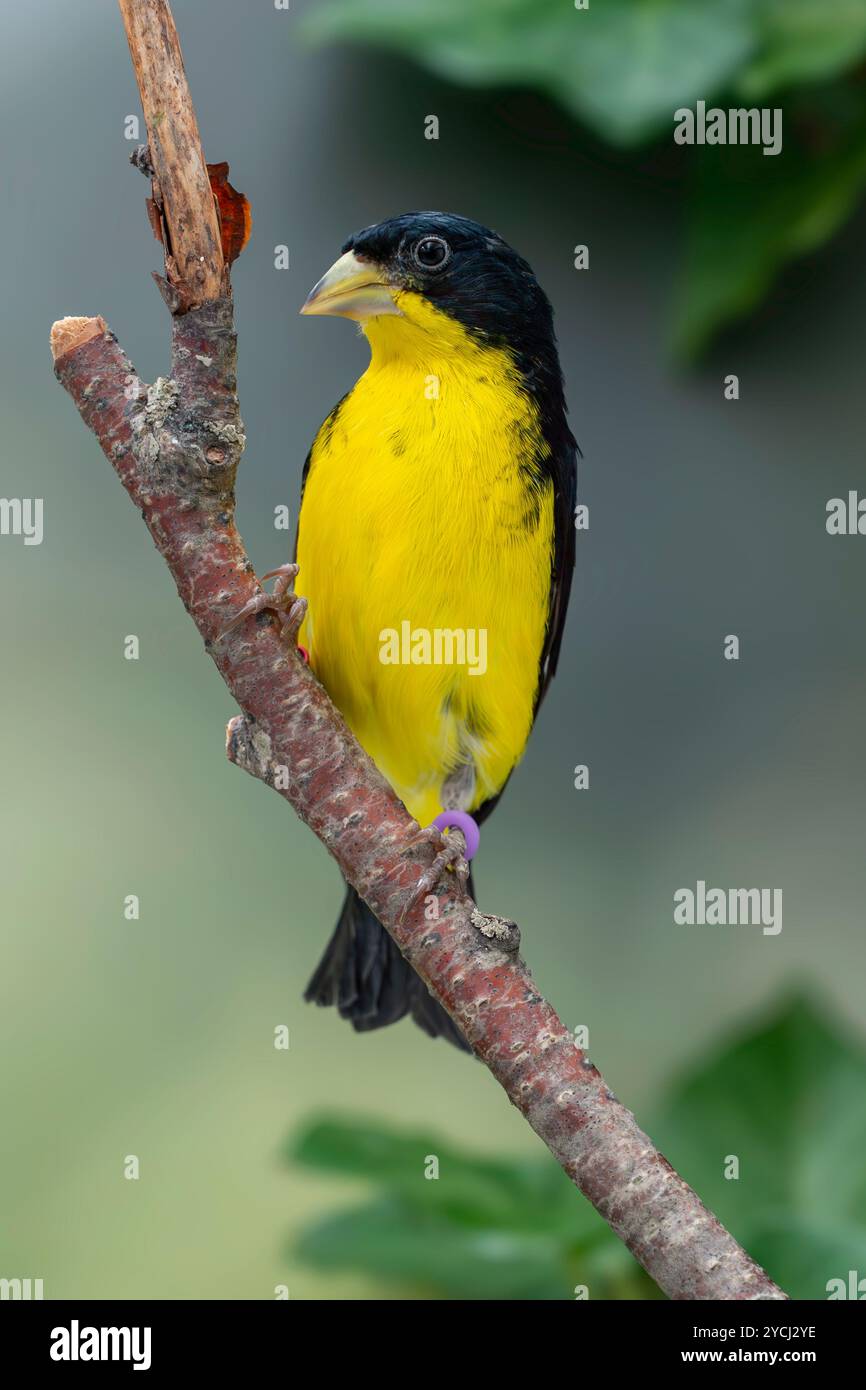 Colombian lesser goldfinch male Spinus psaltria columbianus Stock Photo