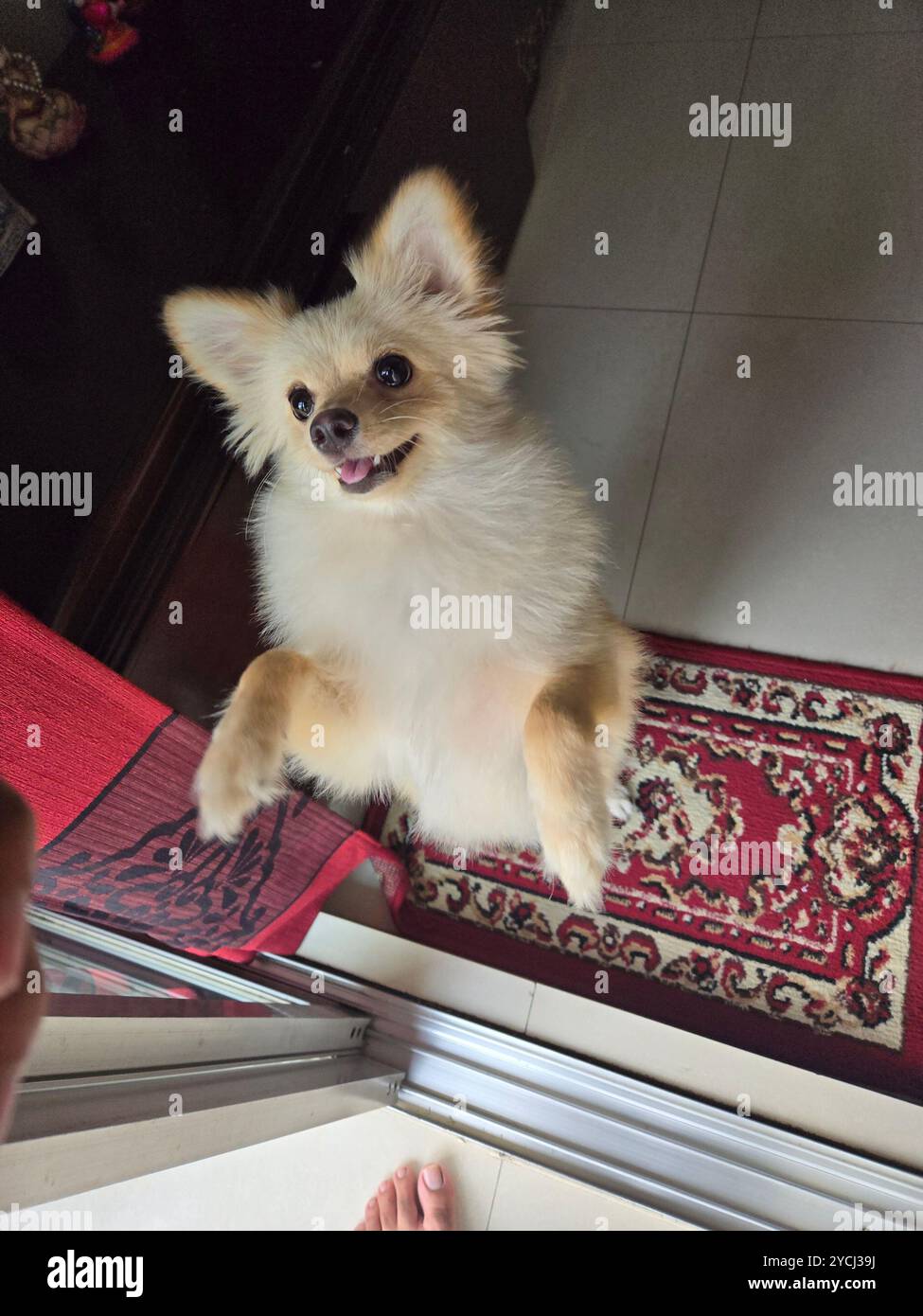 Pomeranian Dog (Shiro) - Smartphone Captured Stock Image