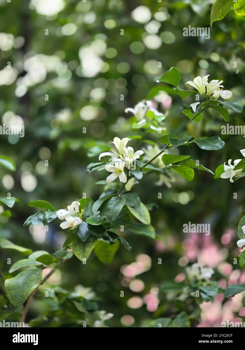 Murraya Orange Jasmine Flowers - Smartphone Captured Stock Image