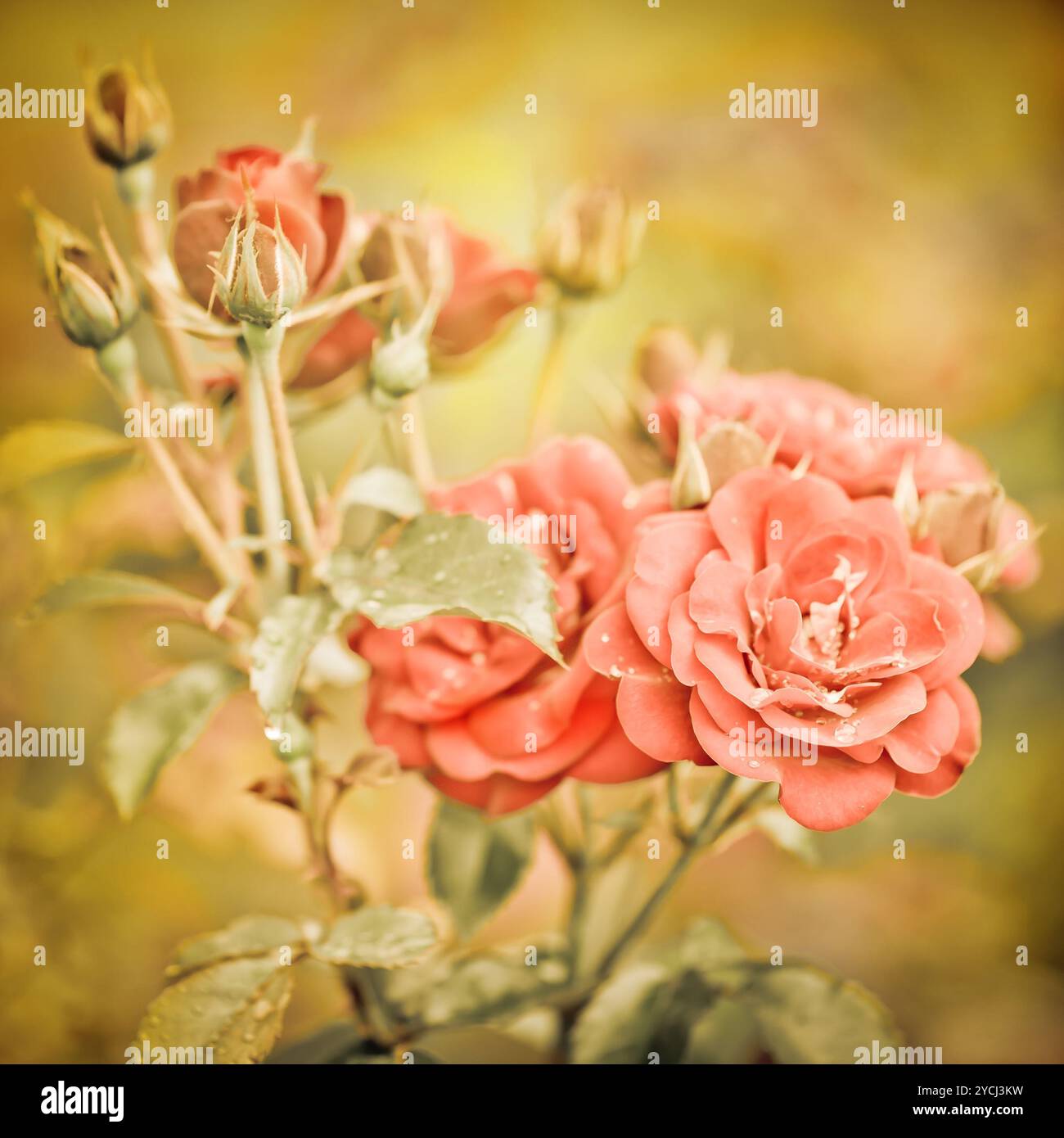 Abstract roses pink color hi-res stock photography and images - Alamy