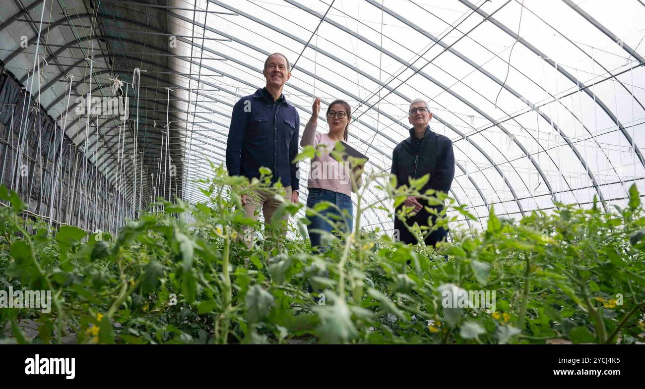 Beijing, China. 22nd Oct, 2024. Li Huimin (C), a student at China Agricultural University, introduces a 'science and technology backyard' to Apple CEO Tim Cook (R) and Jeff Williams, Apple's chief operating officer, at an organic farm in Shunyi District, Beijing, capital of China, Oct. 22, 2024. TO GO WITH 'China Focus: Apple CEO Tim Cook pledges to increase investment in China' Credit: Cai Yang/Xinhua/Alamy Live News Stock Photo