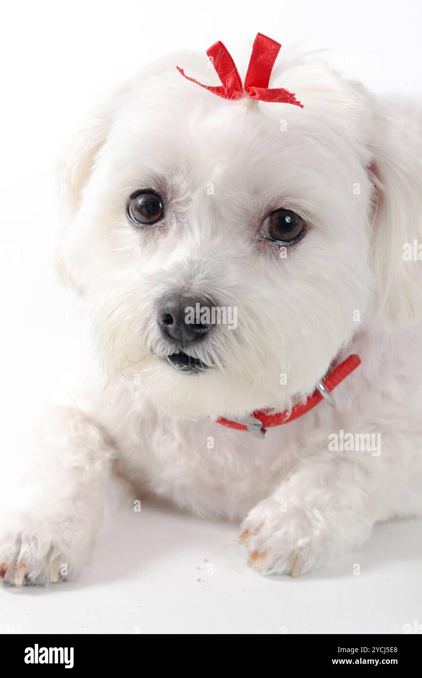 Wearing red ribbon hi-res stock photography and images - Alamy