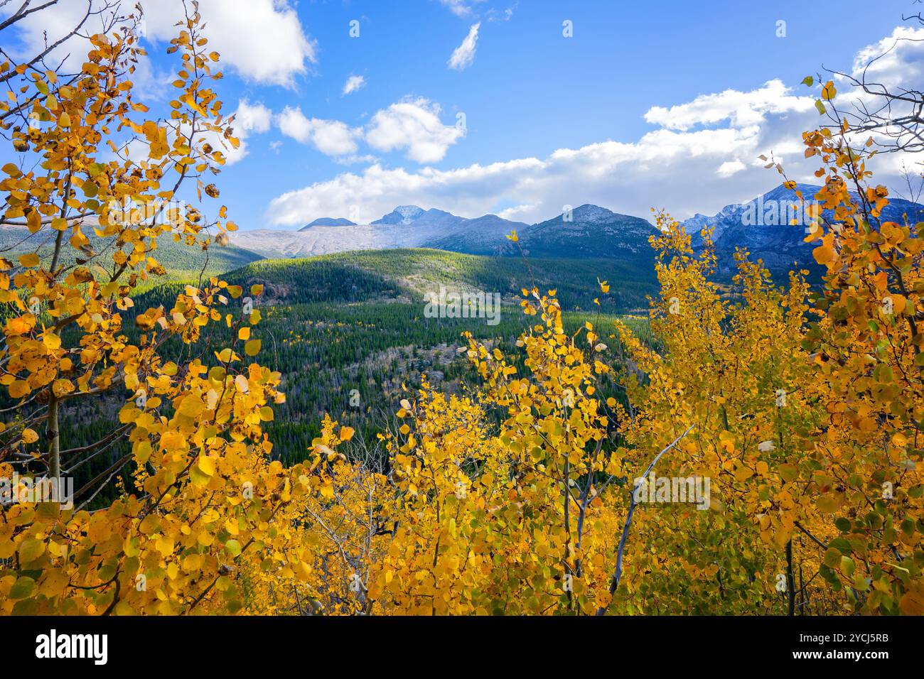 Fall season of aspen trees in Colorado - Fall Season Of Aspen Trees In Colorado Yellow Blanket Covers The Mountain Region High Rockies In The Distance 2YCJ5RB 