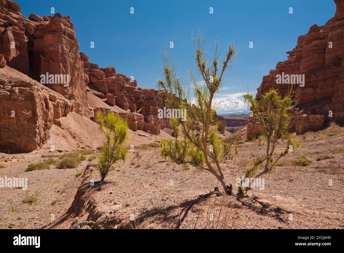 Desert plant among rock formations at canyon Stock Photo