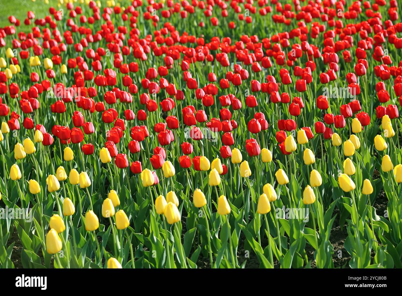 Nature background with beautiful yellow and red tulips Stock Photo - Alamy
