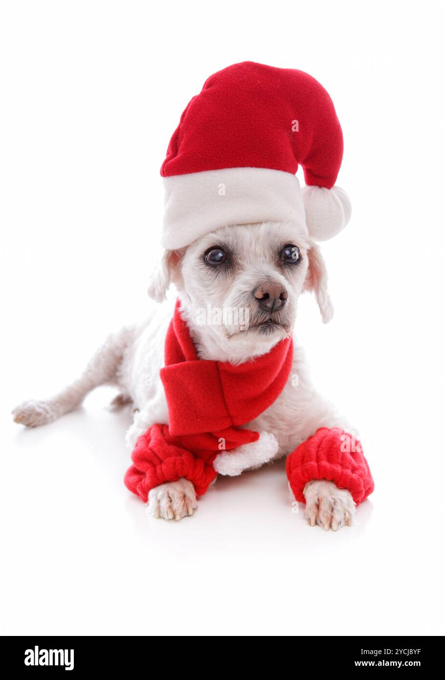 Cosy dog wearing a santa hat Stock Photo - Alamy