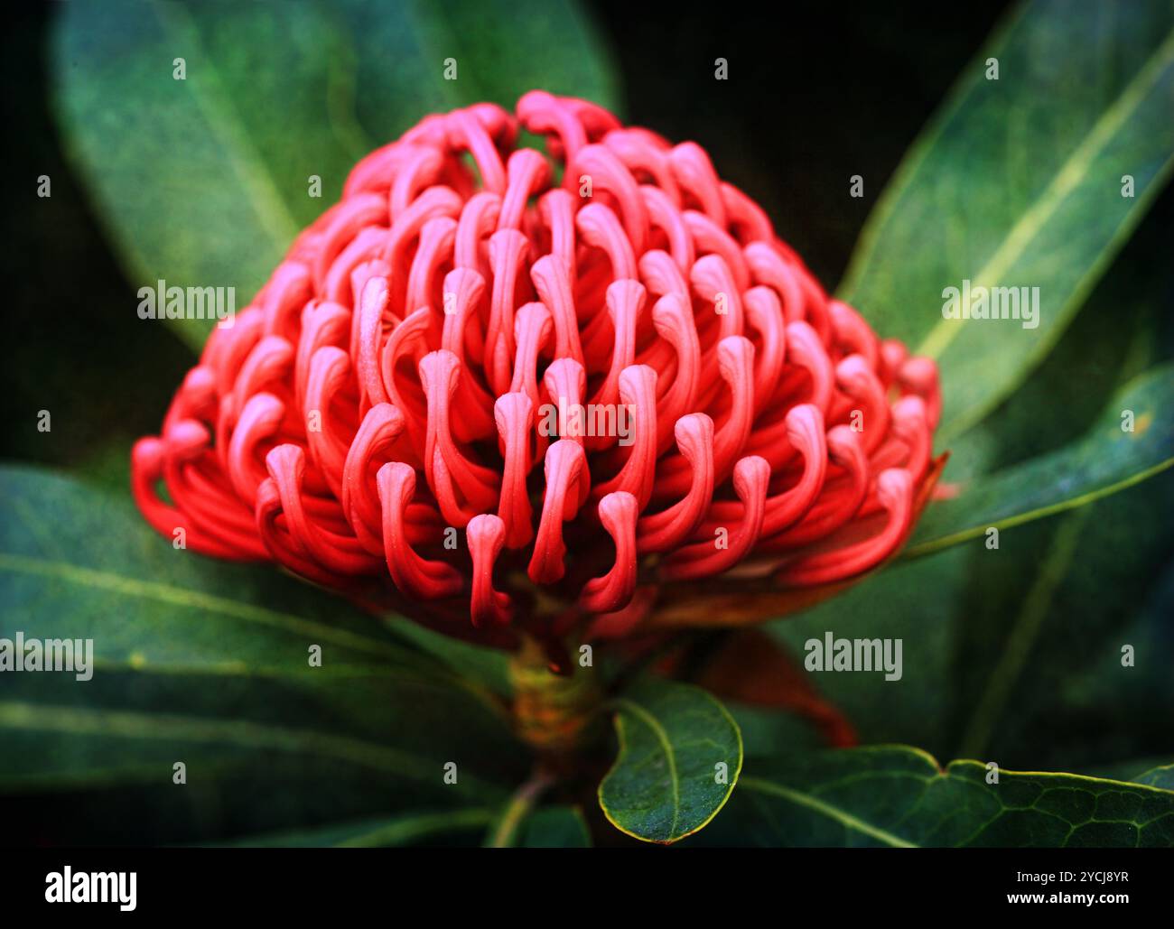The showy flowerheads of the waratah consist of many small flowers ...