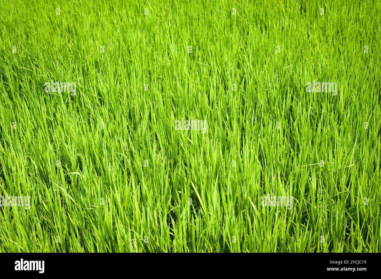 Tamil nadu rice field hi-res stock photography and images - Alamy