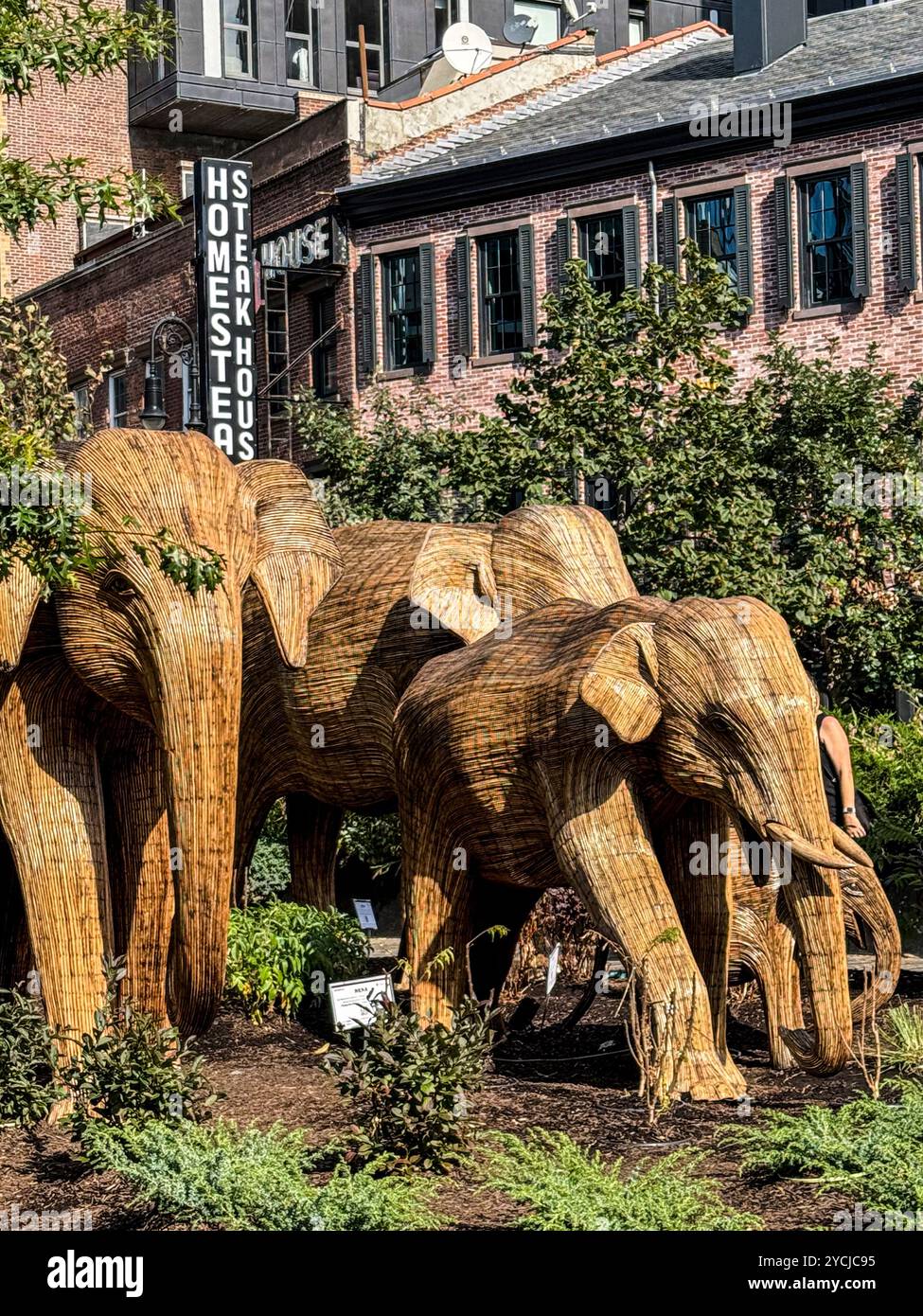 Great Elephant Migration sculptures by the Coexistence Collective, constructed by Indian indigenous artisans out of the Lantana camara, New York City - Smartphone Captured Stock Image