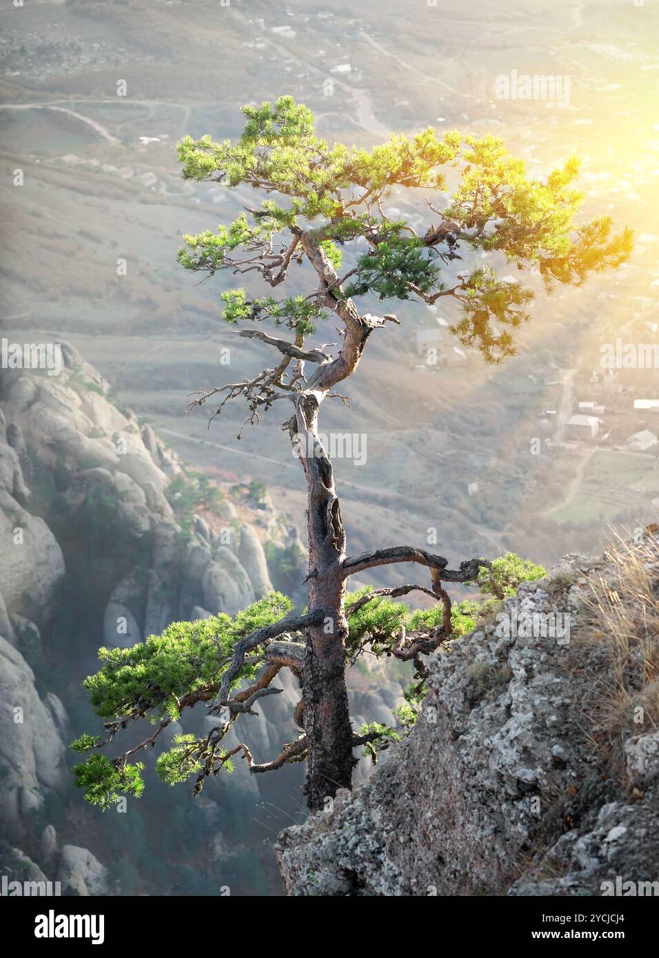 Tree hill pine sunlight hi-res stock photography and images - Alamy