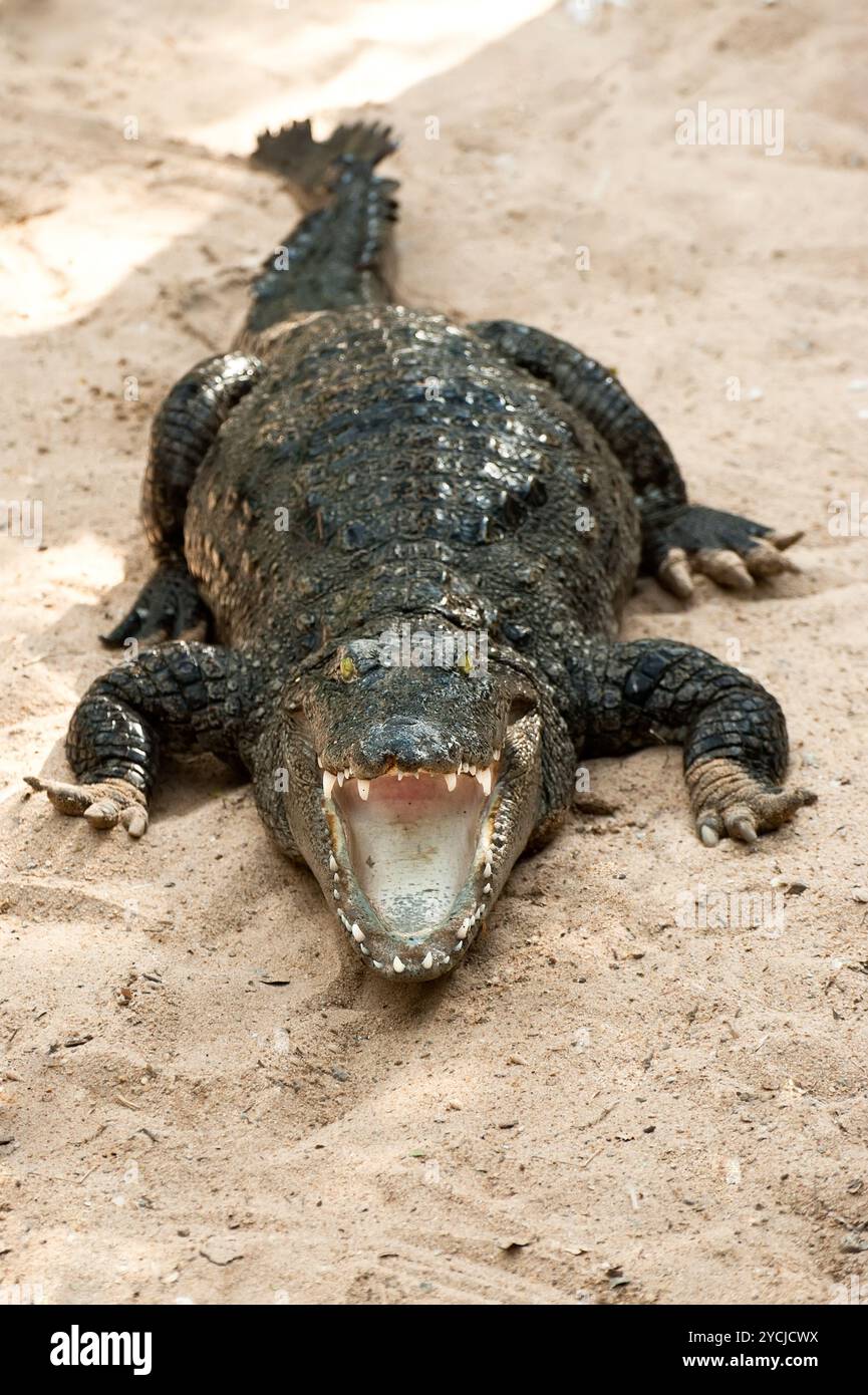 Crocodile basking in the sun Stock Photo