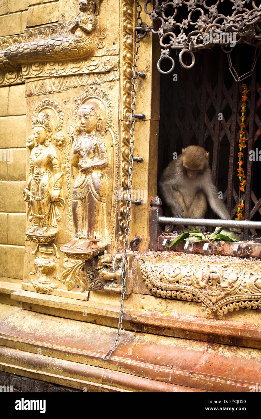 Monkey at Buddhist Shrine Swayambhunath Stupa. Monkey Temple Nepal ...