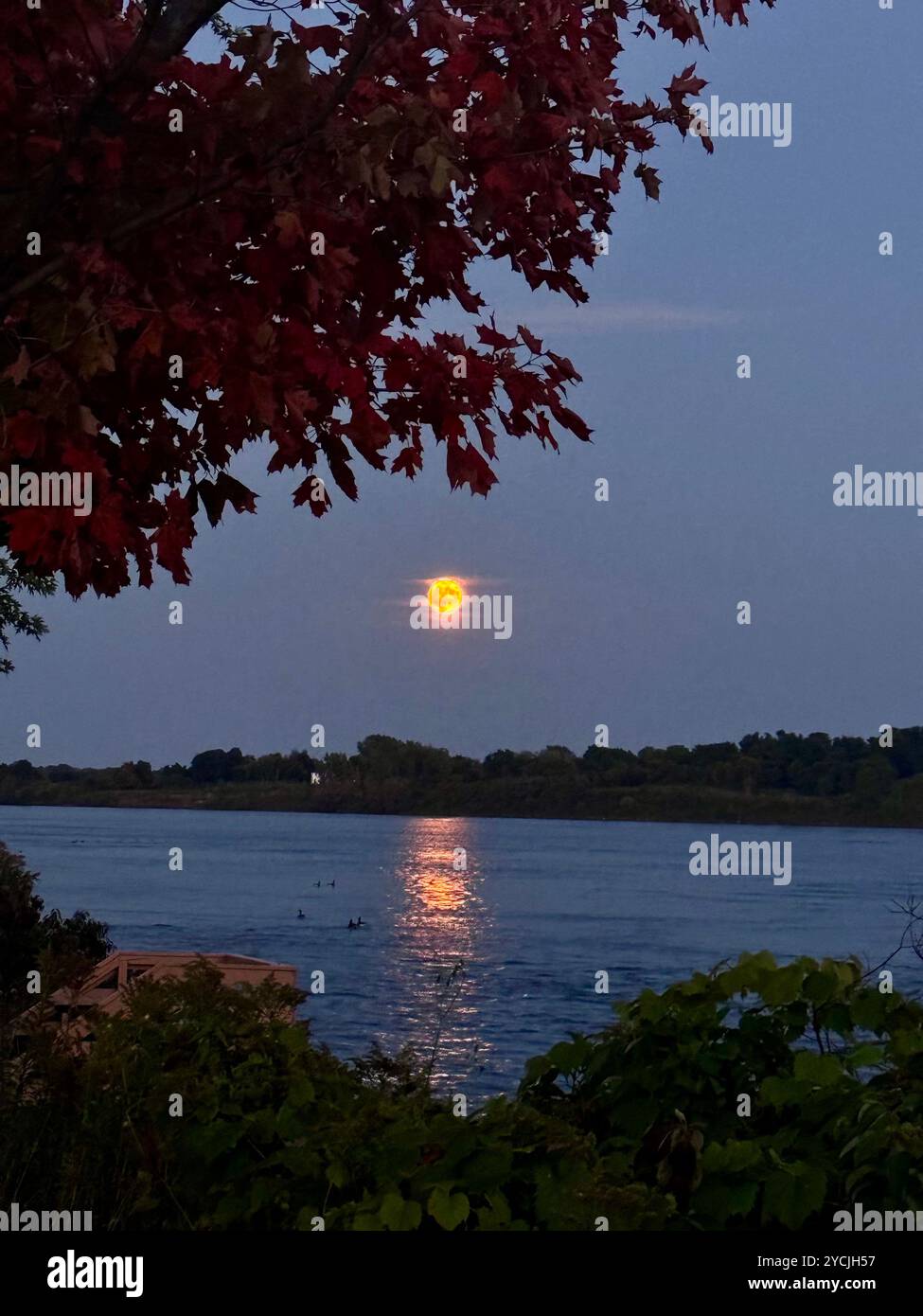 A peaceful lakeside view at dusk, with calm waters reflecting the soft colors of the sky and distant trees on the horizon. The leaves symbolizing fall. Stock Photo