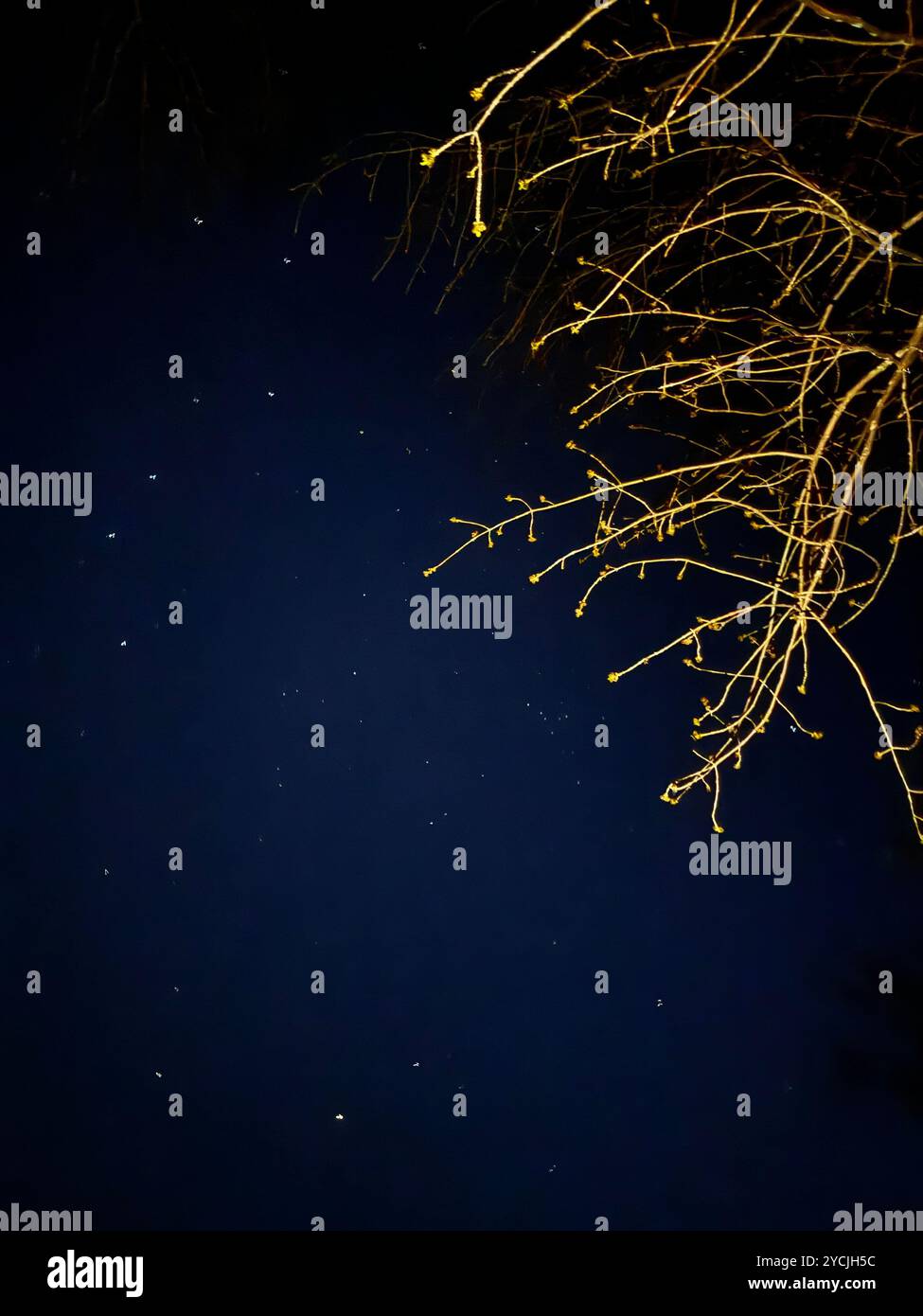 An intricate view of tree branches reaching into the sky, capturing nature's abstract beauty in a dark, moody scene. Trees talking with the stars. - Smartphone Captured Stock Image