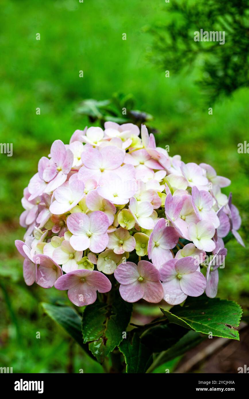 Hydrangea flower Stock Photo