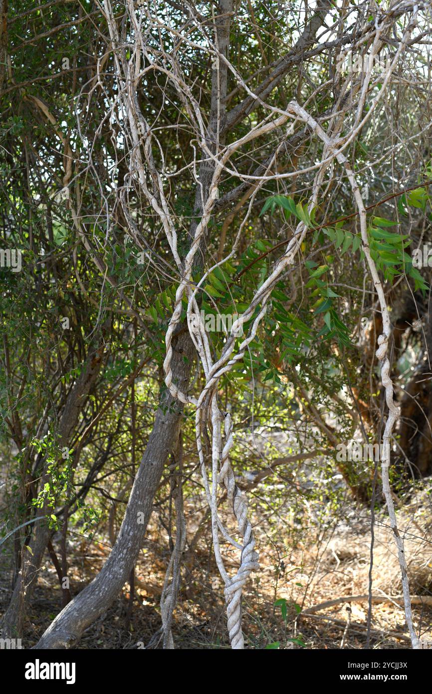 Leptadenia madagascariensis is a medicinal climbing liana native to Madagascar. Stock Photo