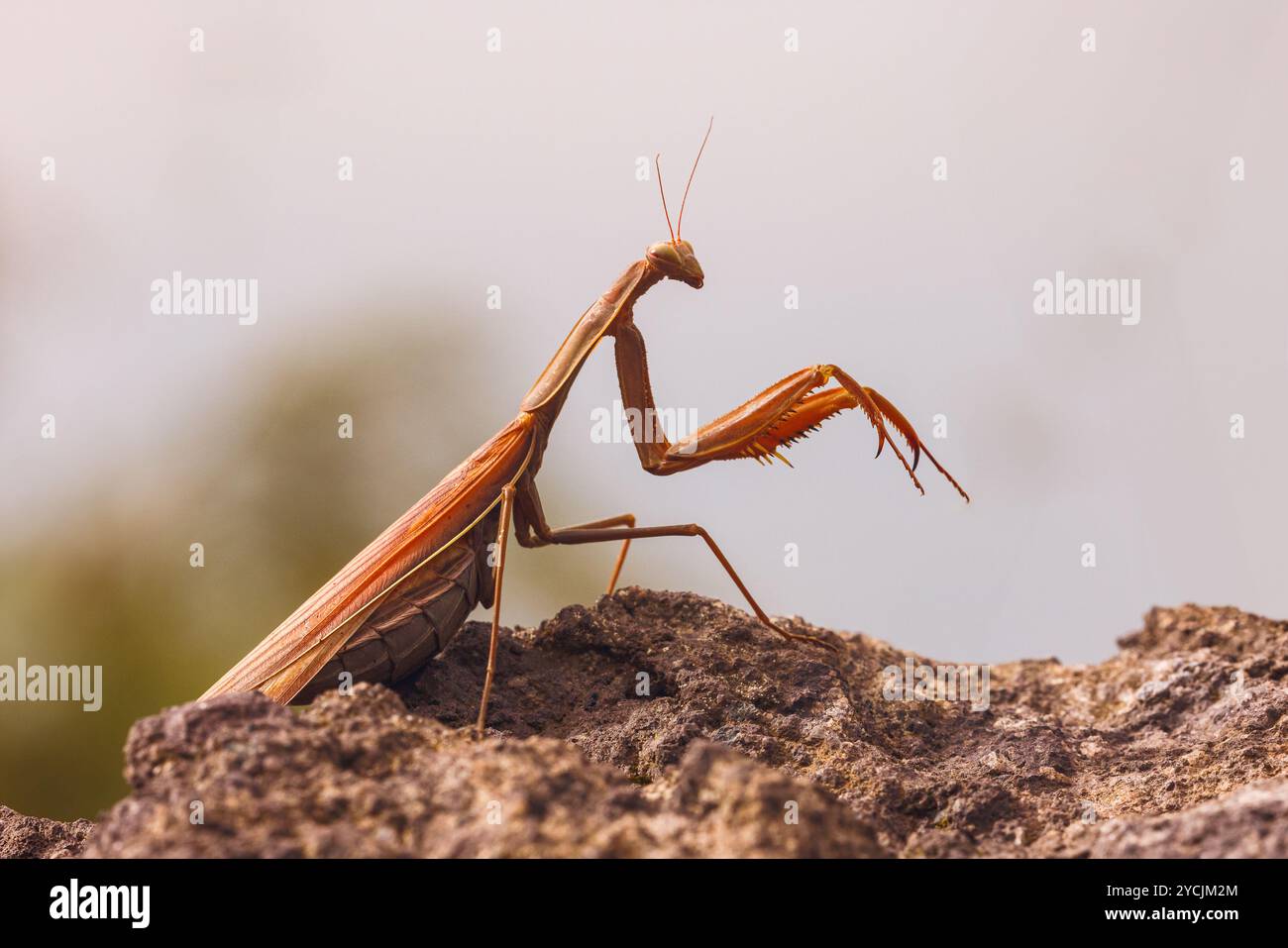 Praying mantis pose in nature hi-res stock photography and images - Alamy