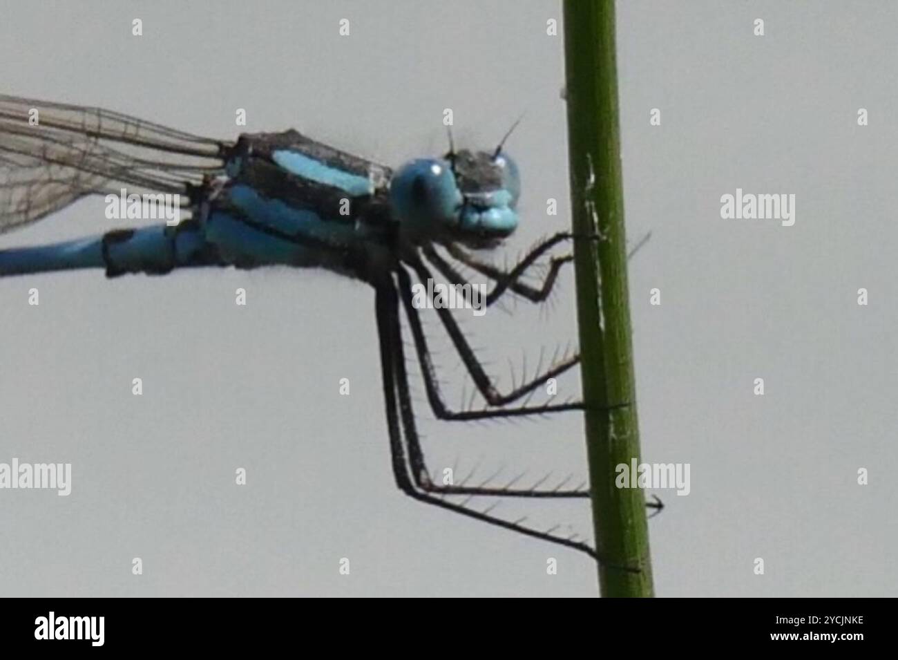 Blue Ringtail (Austrolestes annulosus) Insecta Stock Photo - Alamy