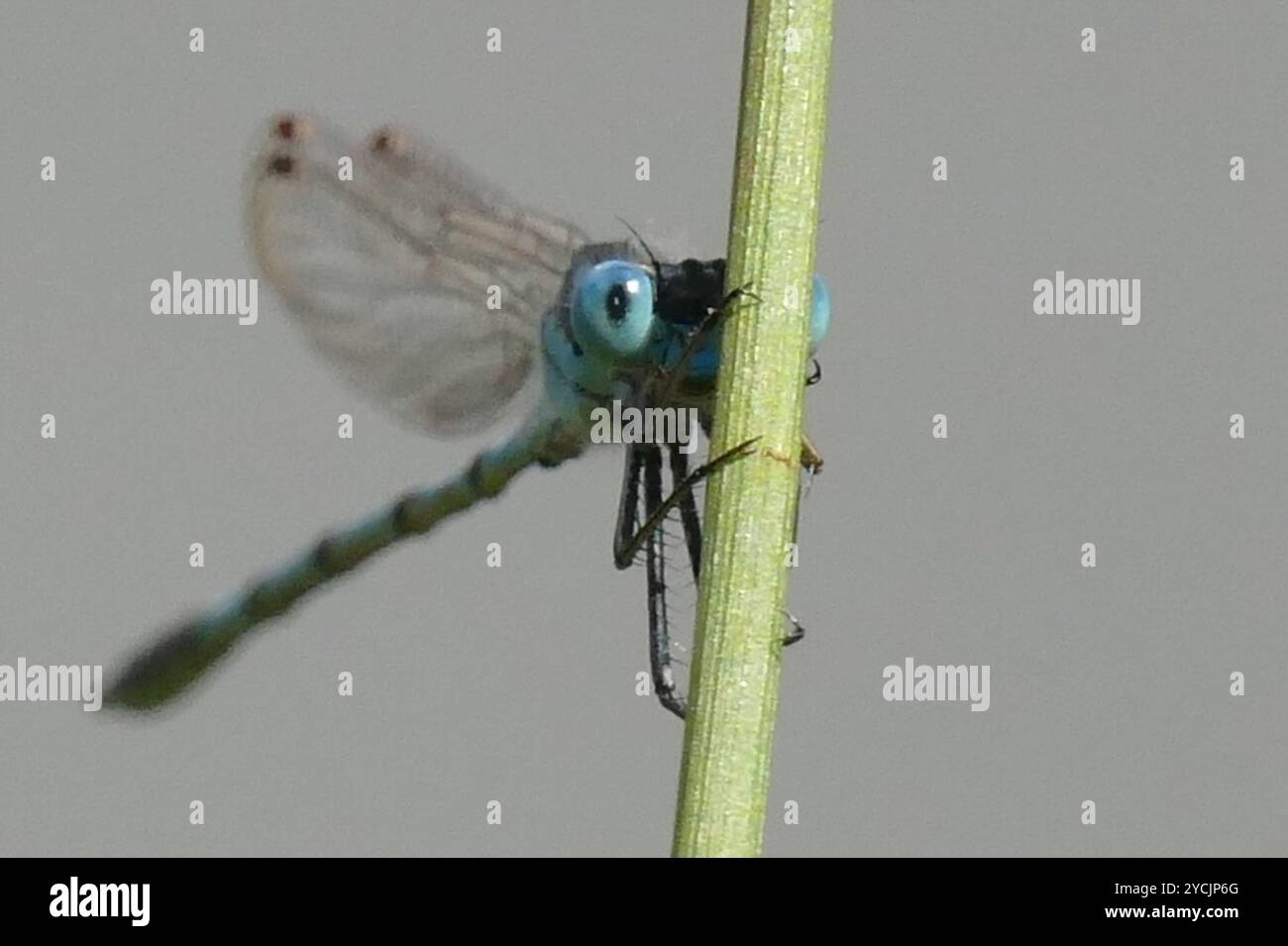 Blue Ringtail (Austrolestes annulosus) Insecta Stock Photo - Alamy