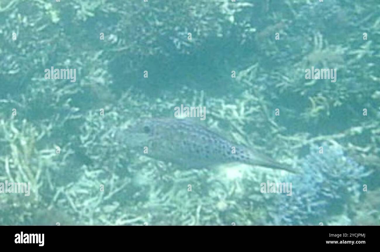 Scrawled Filefish (Aluterus scriptus) Actinopterygii Stock Photo - Alamy
