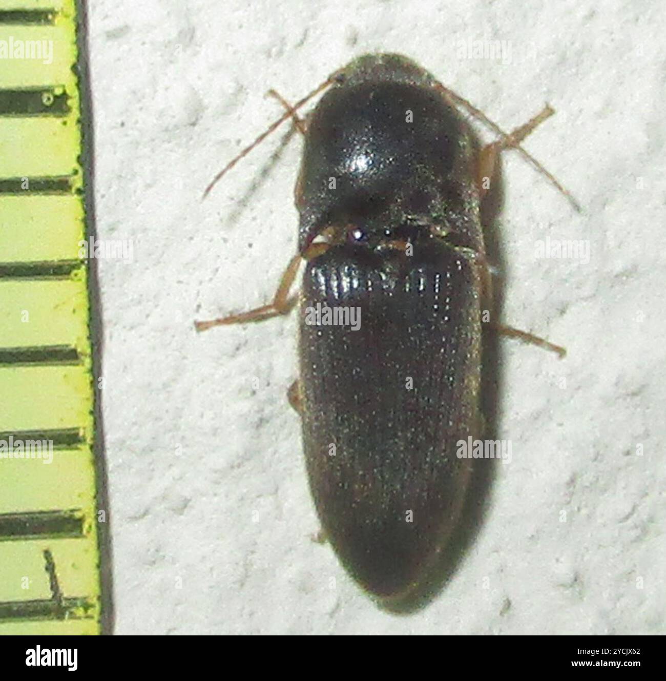 Click Beetles (Elateridae) Insecta Stock Photo - Alamy