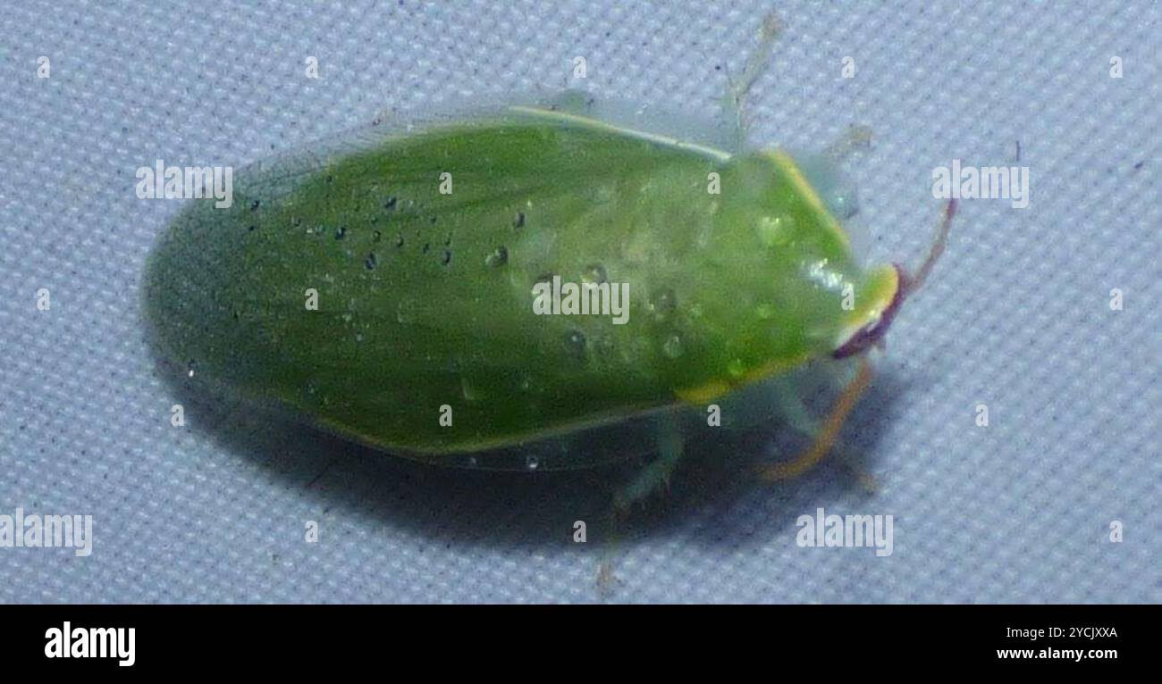 Panchlora nivea hi-res stock photography and images - Alamy