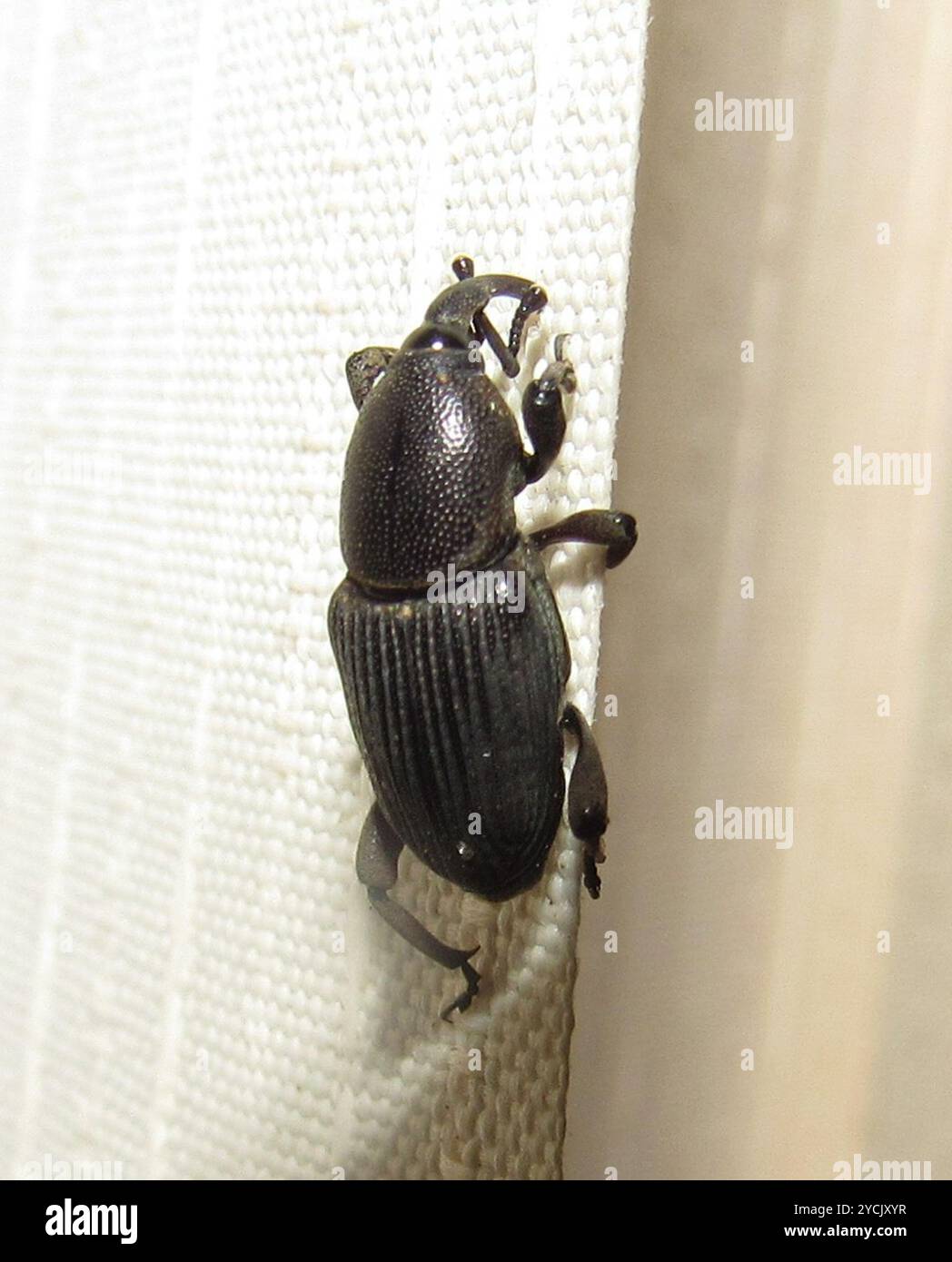 Rotsspringer Insect Banana root borer (Cosmopolites sordidus) Insecta Stock Photo - Alamy
