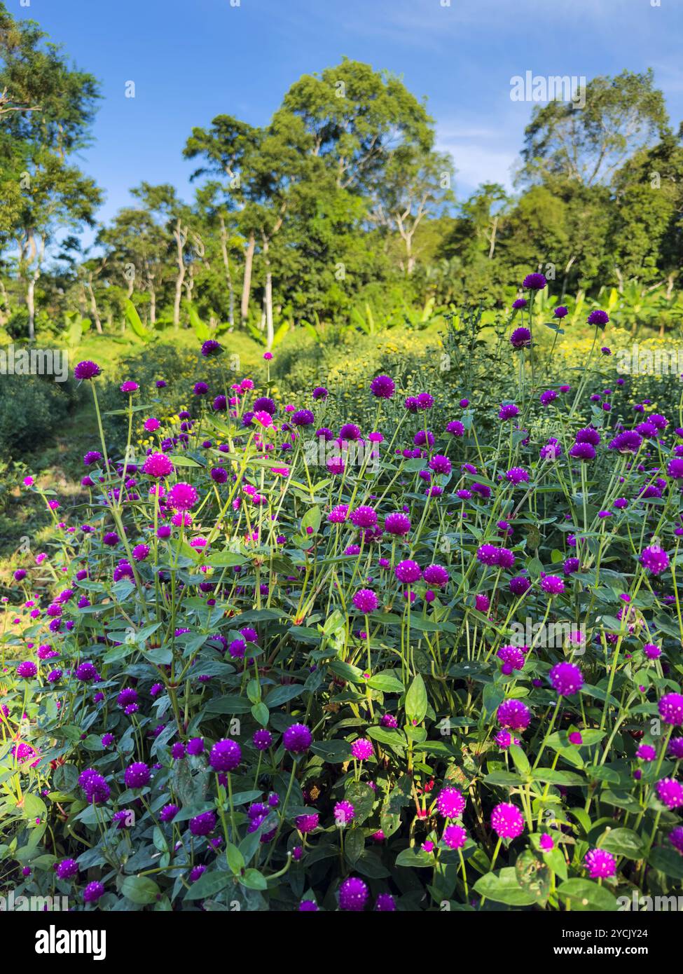 Field of striking purple flowers flourishes under bright sunlight in ...