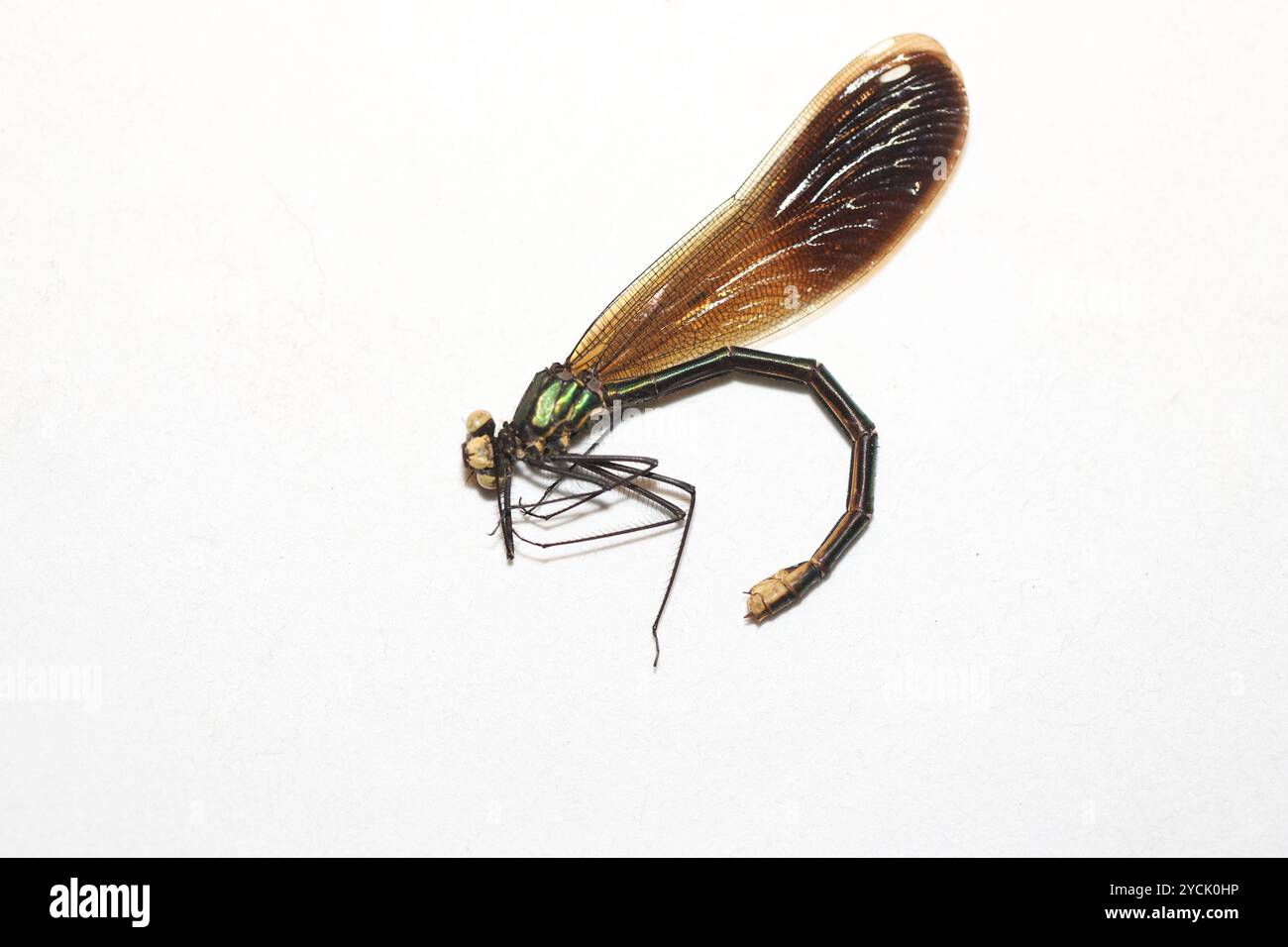 River Jewelwing (Calopteryx aequabilis) Insecta Stock Photo - Alamy