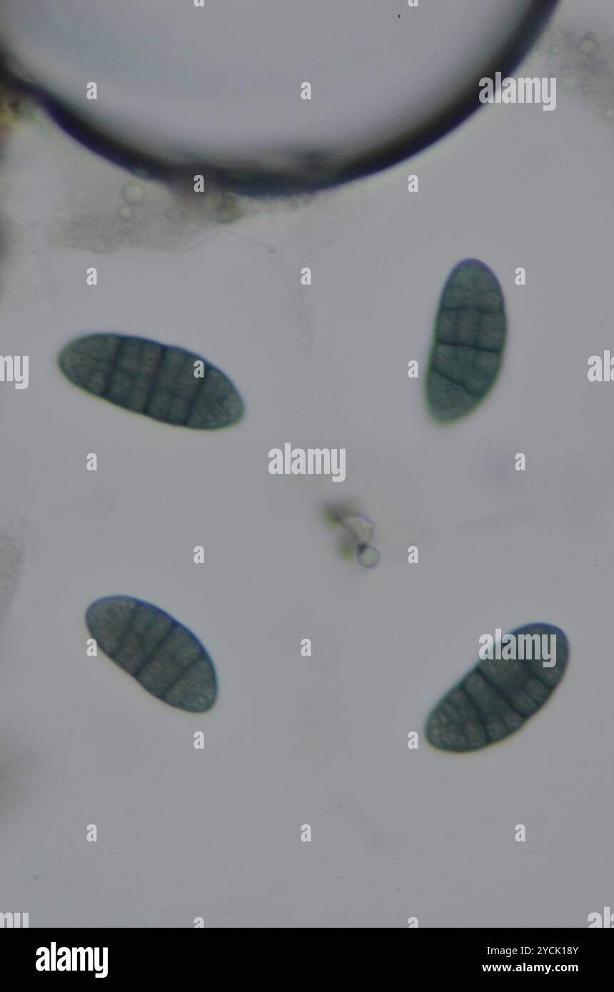 lemon map lichen (Rhizocarpon macrosporum) Fungi Stock Photo - Alamy