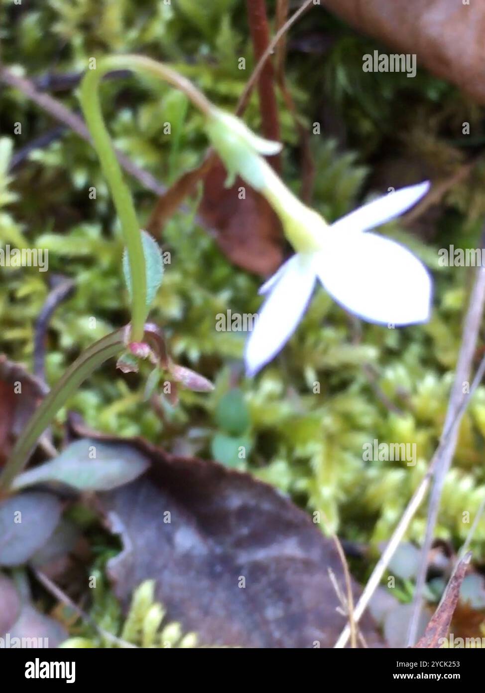 azure bluet (Houstonia caerulea) Plantae Stock Photo - Alamy