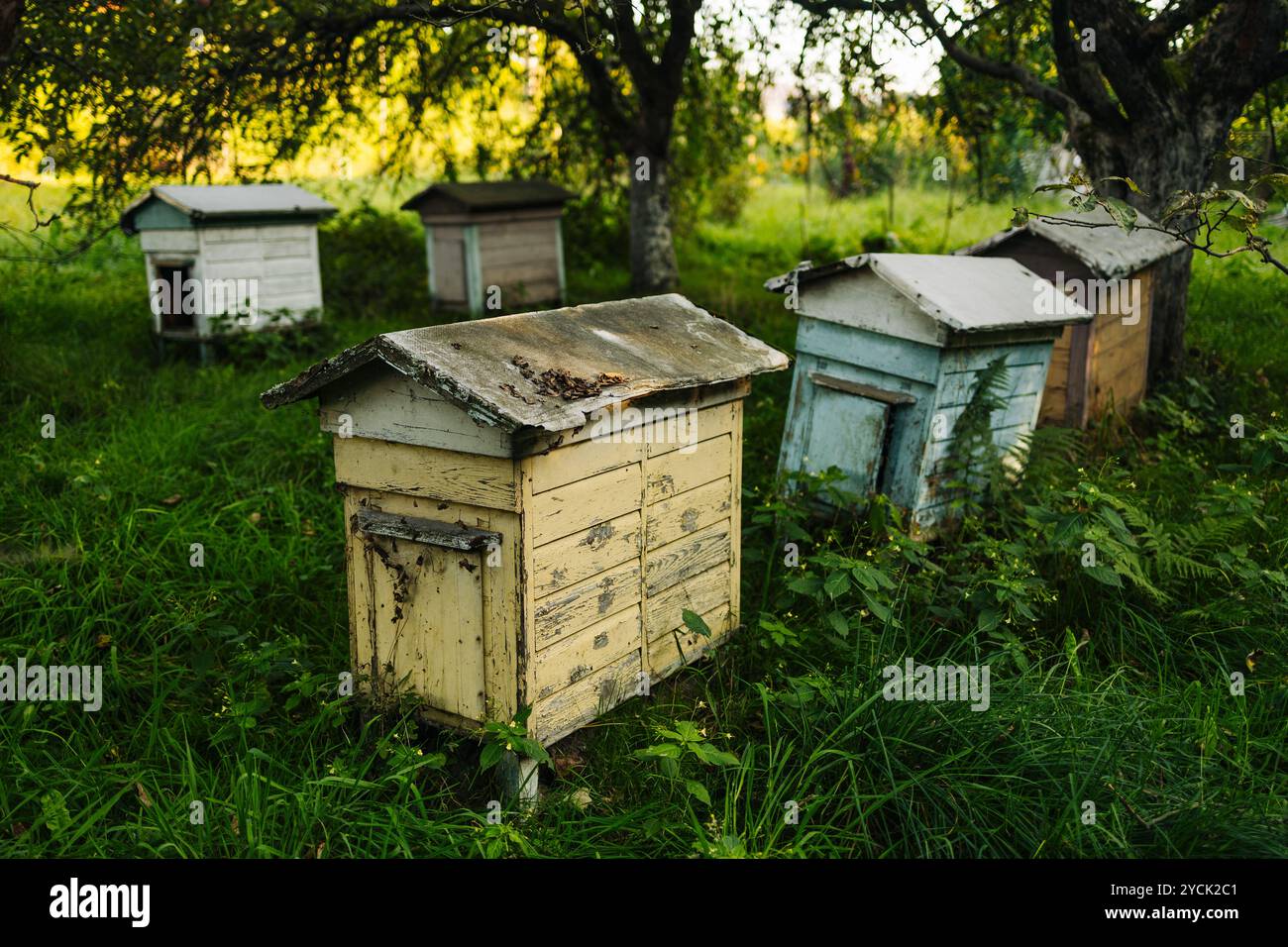 Many wooden colored hives house hi-res stock photography and images - Alamy