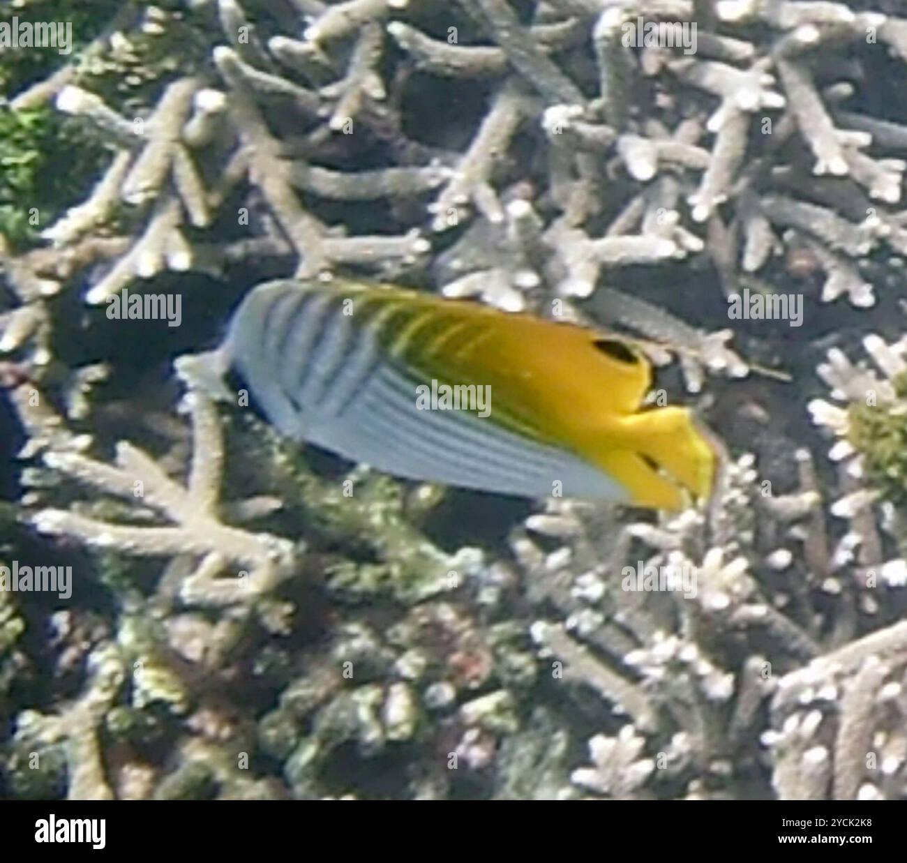 Threadfinbutterfly Fish Threadfin Butterflyfish (Chaetodon auriga) Actinopterygii Stock Photo ...
